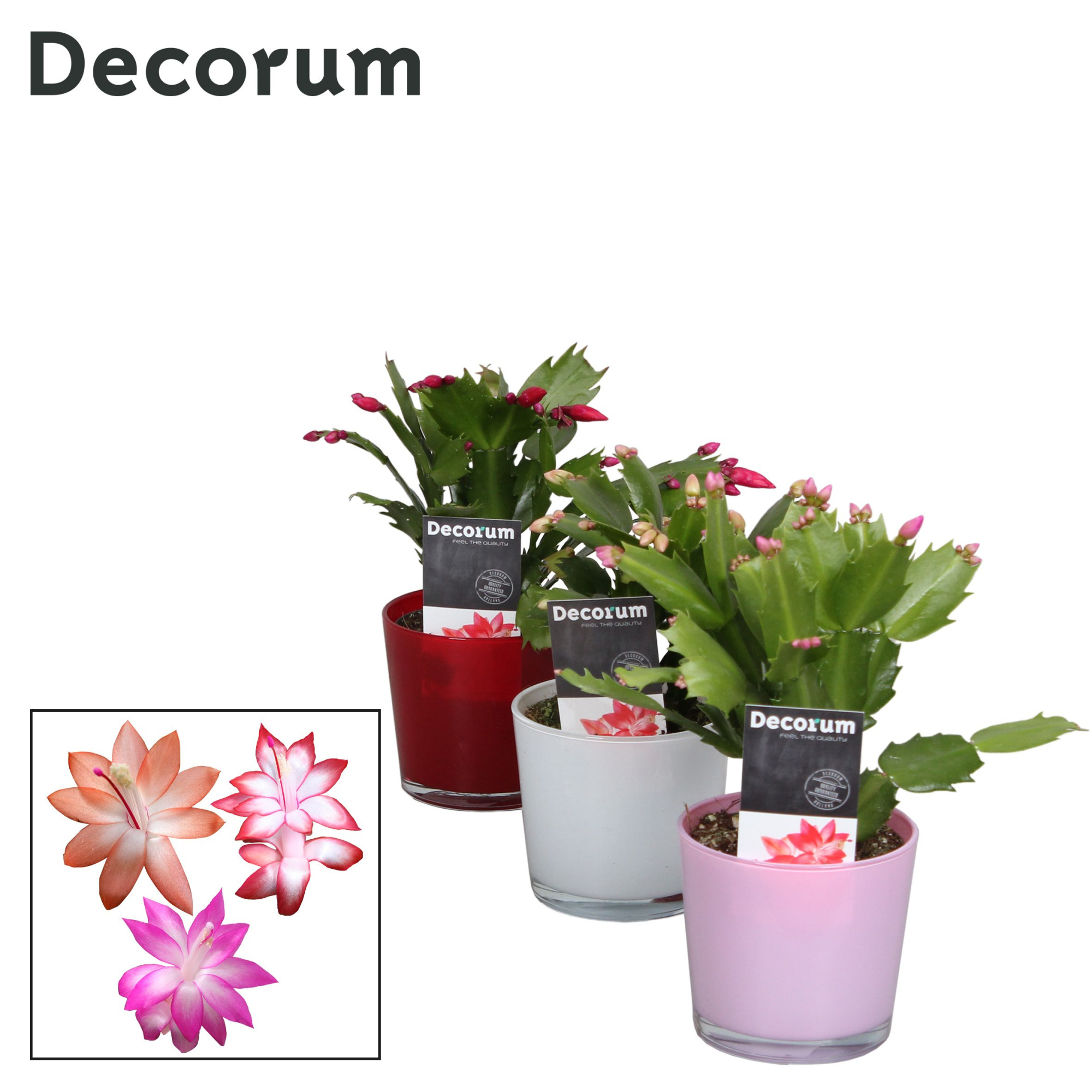 Schlumbergera - 9 cm - Valentine's Glaspot Nashville mix - Decor, D 9