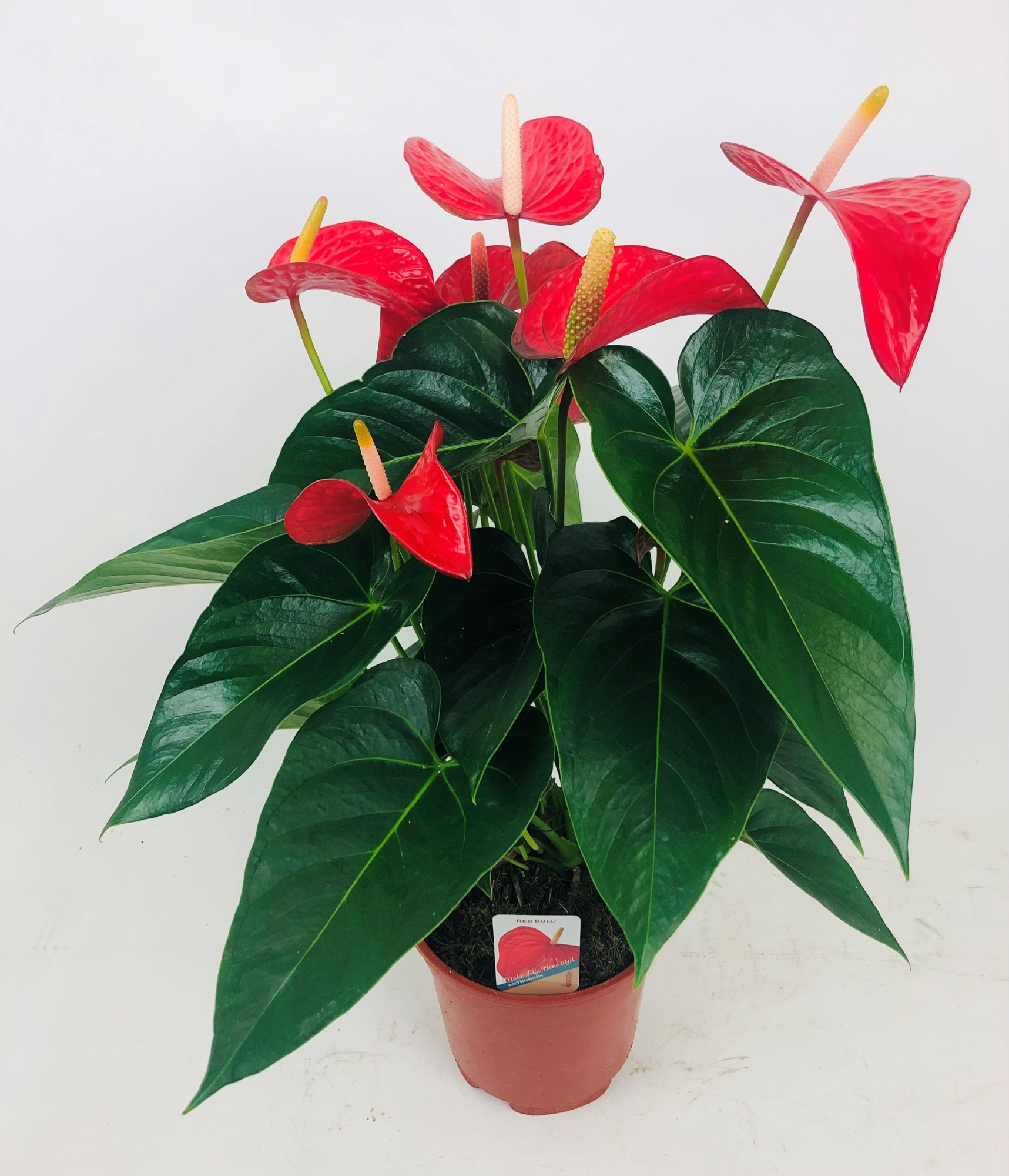 Anthurium 'Red Bull', D 17