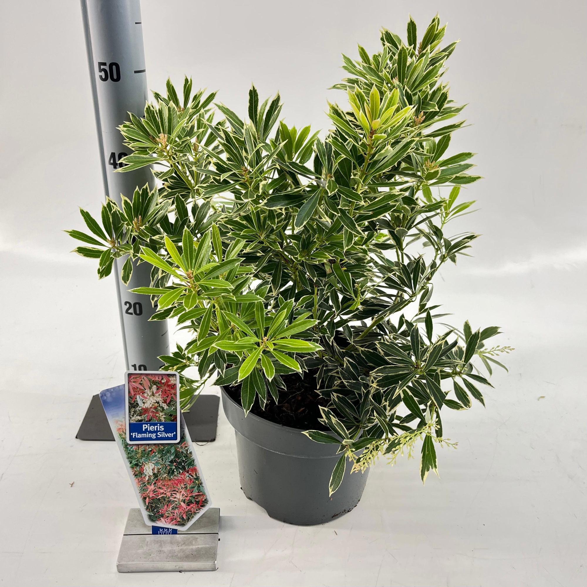 Pieris 'Flaming Silver', D 23