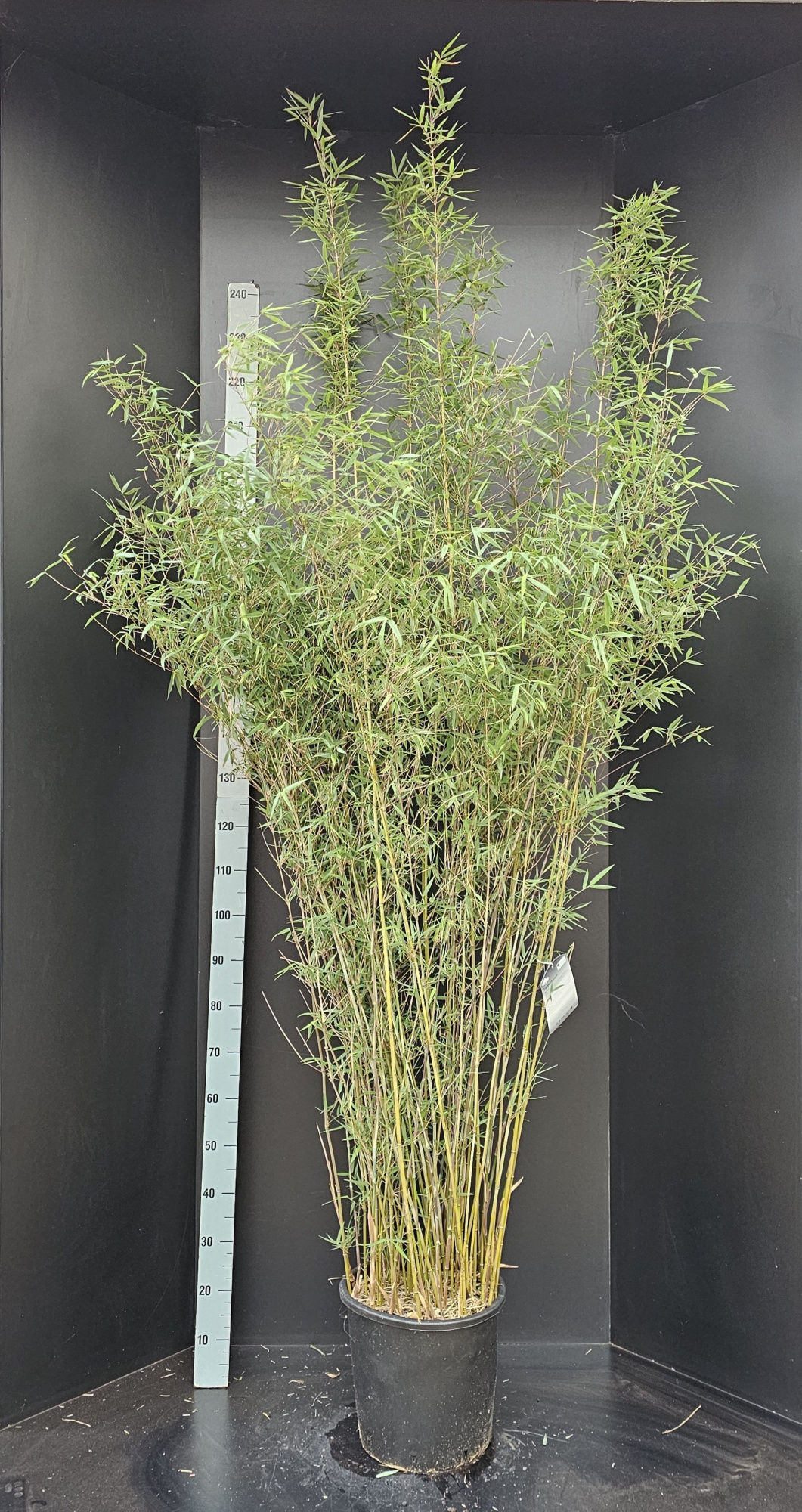 Fargesia Jiuzhaigou 1, D 40