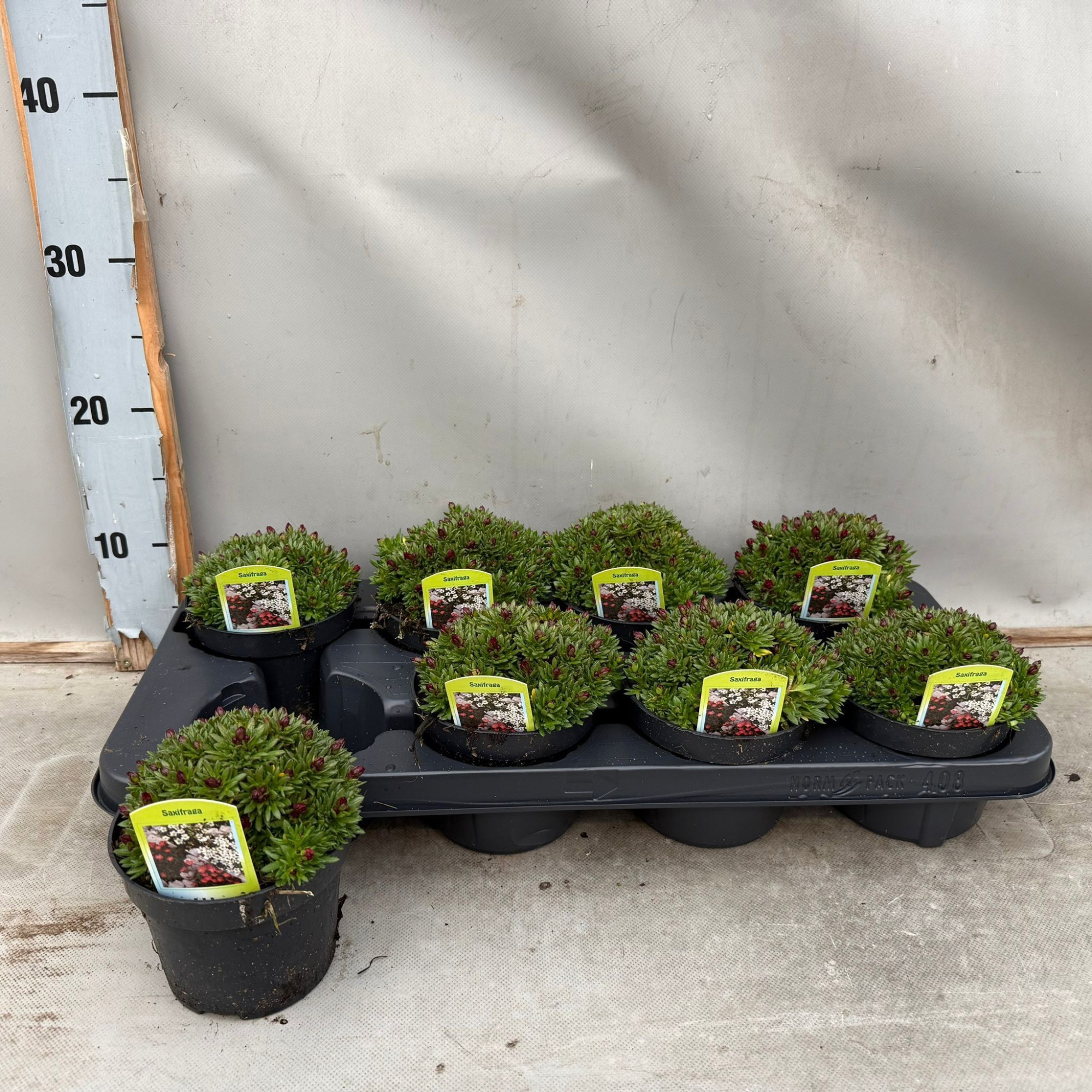 Saxifraga rood, D 12