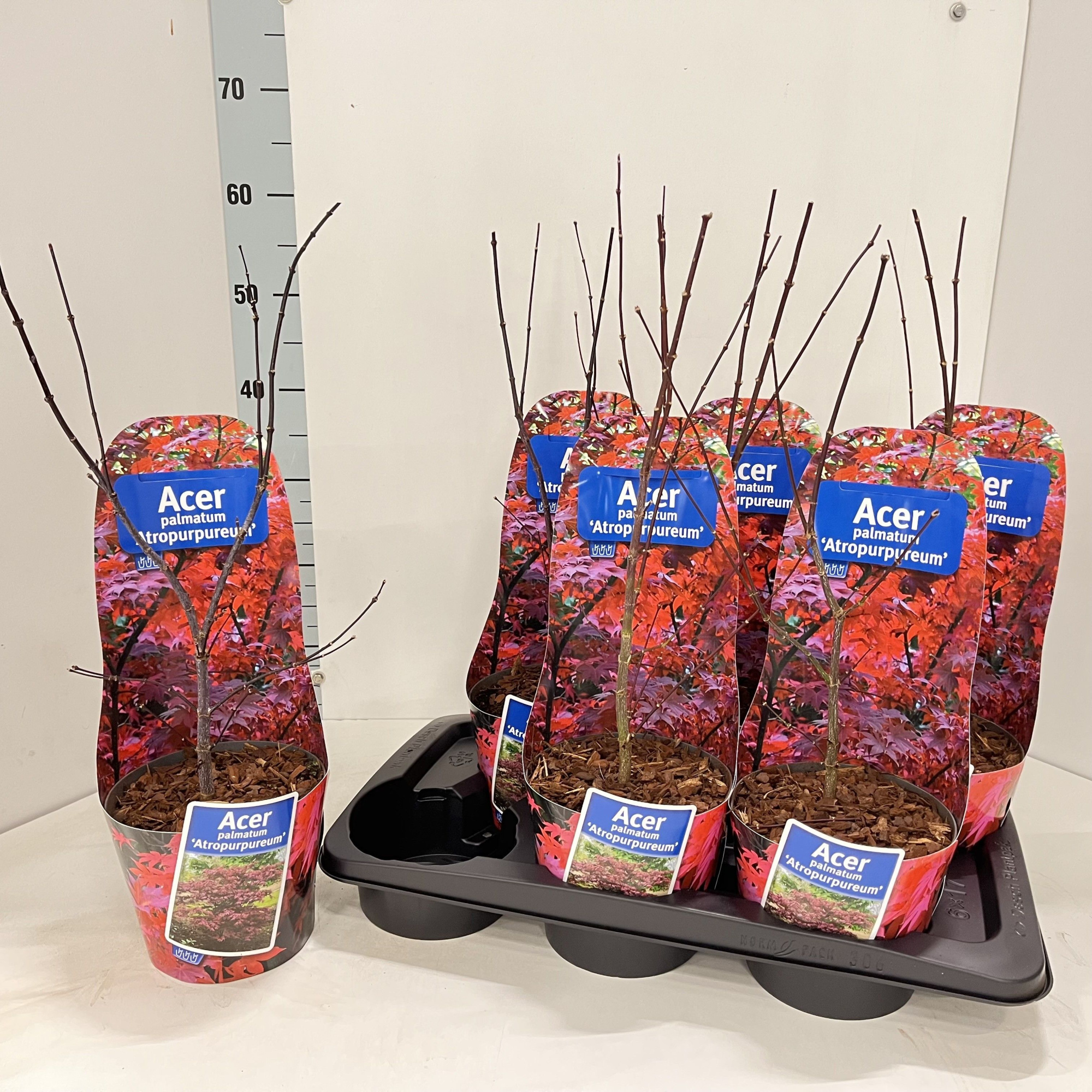 Acer pal. 'Atropurpureum' (in potcover), D 17