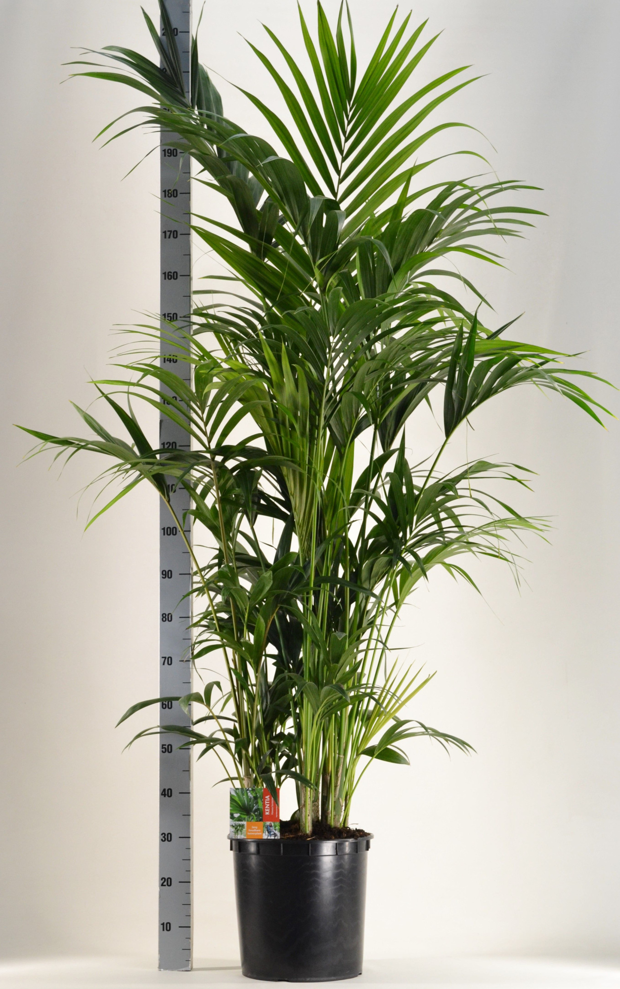 KENTIA - P34 H200 - 15PP (Howea forsteriana), D 34