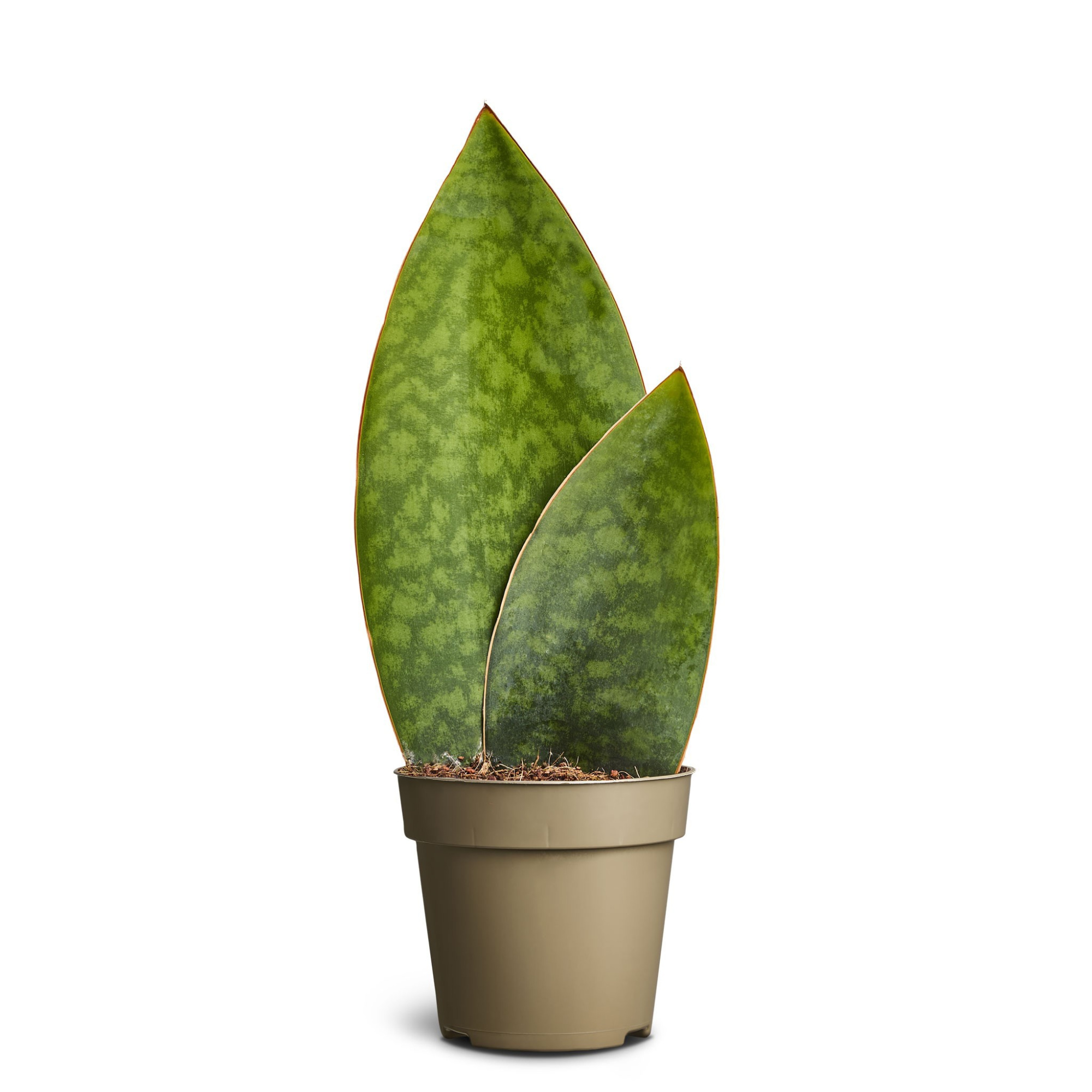 Sansevieria masoniana, D 14