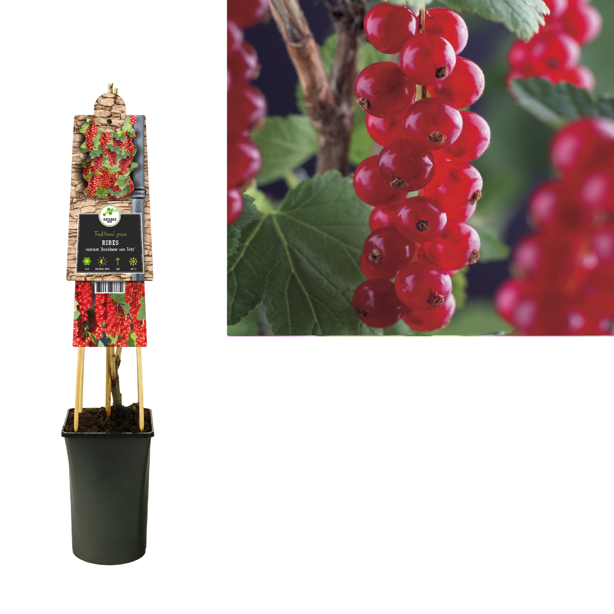 Ribes rubrum 'Jonkheer van Tets' +3.0 label, D 17