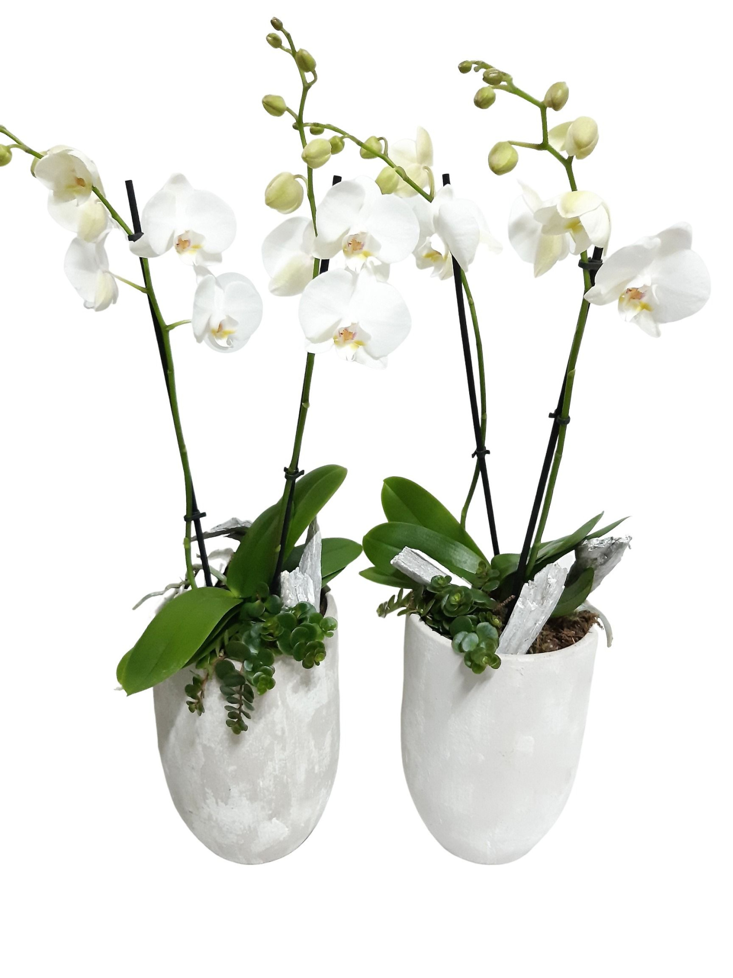 PV17PHW Keramiek vaas Phalaenopsis 18+ + wooddeco, D 17