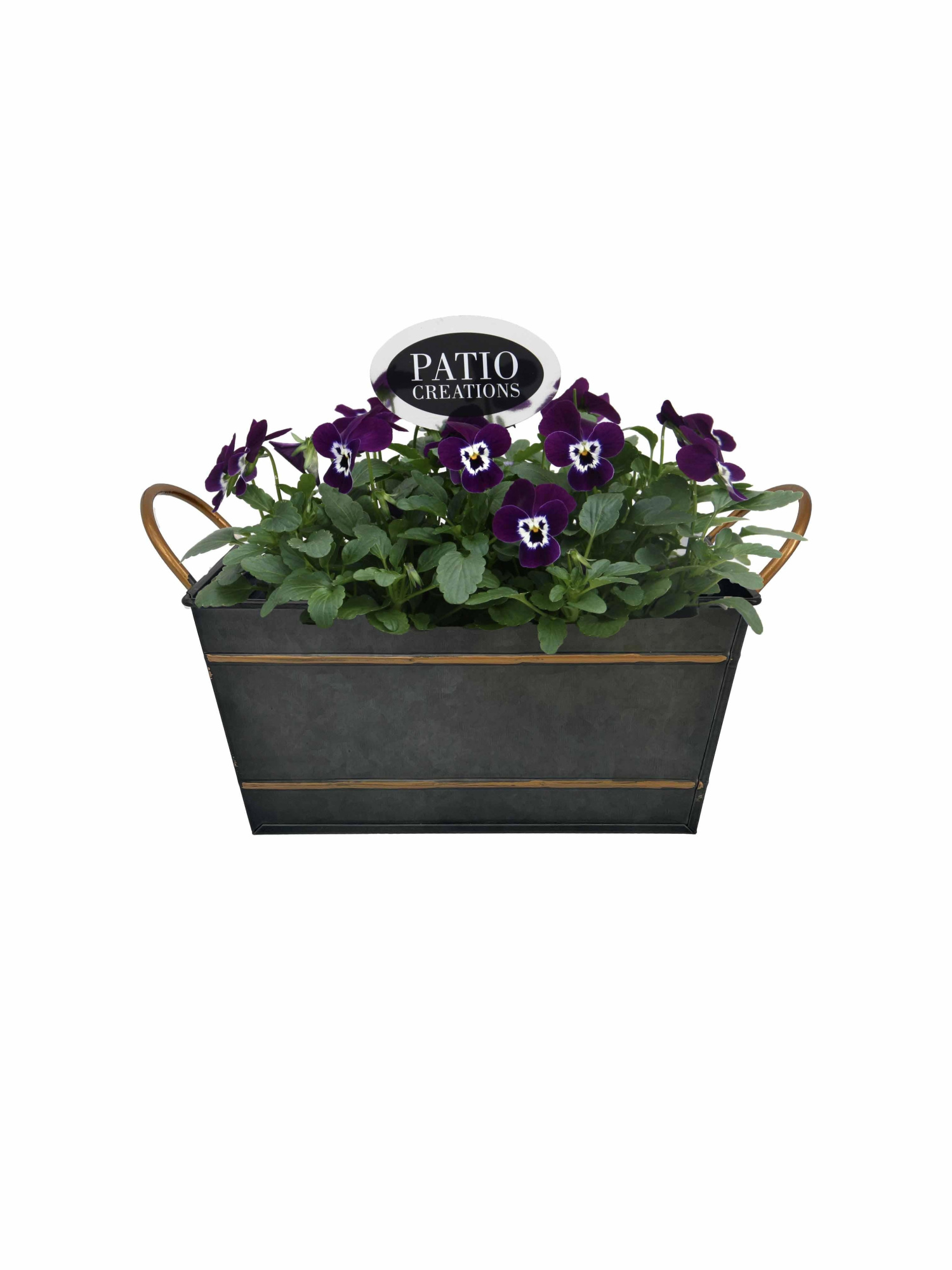 V837-9001 Viola met Festuca Sterre zink S, D 18