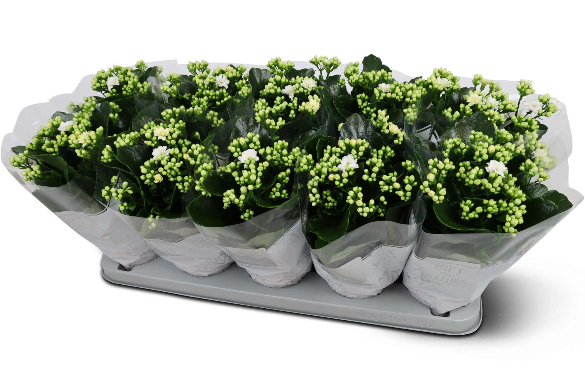 Kalanchoë Perfecta White GFN hoes, D 12