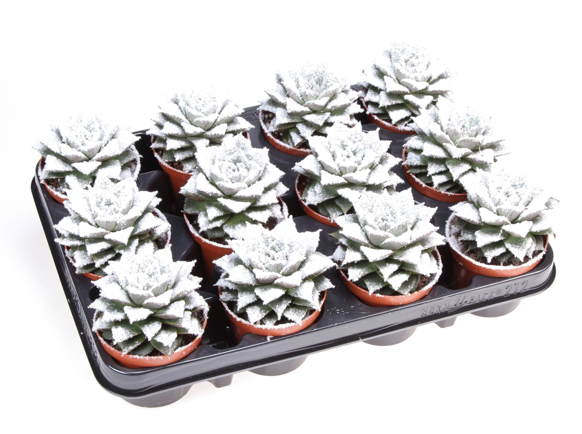 Purper + bio snow, D 8,5