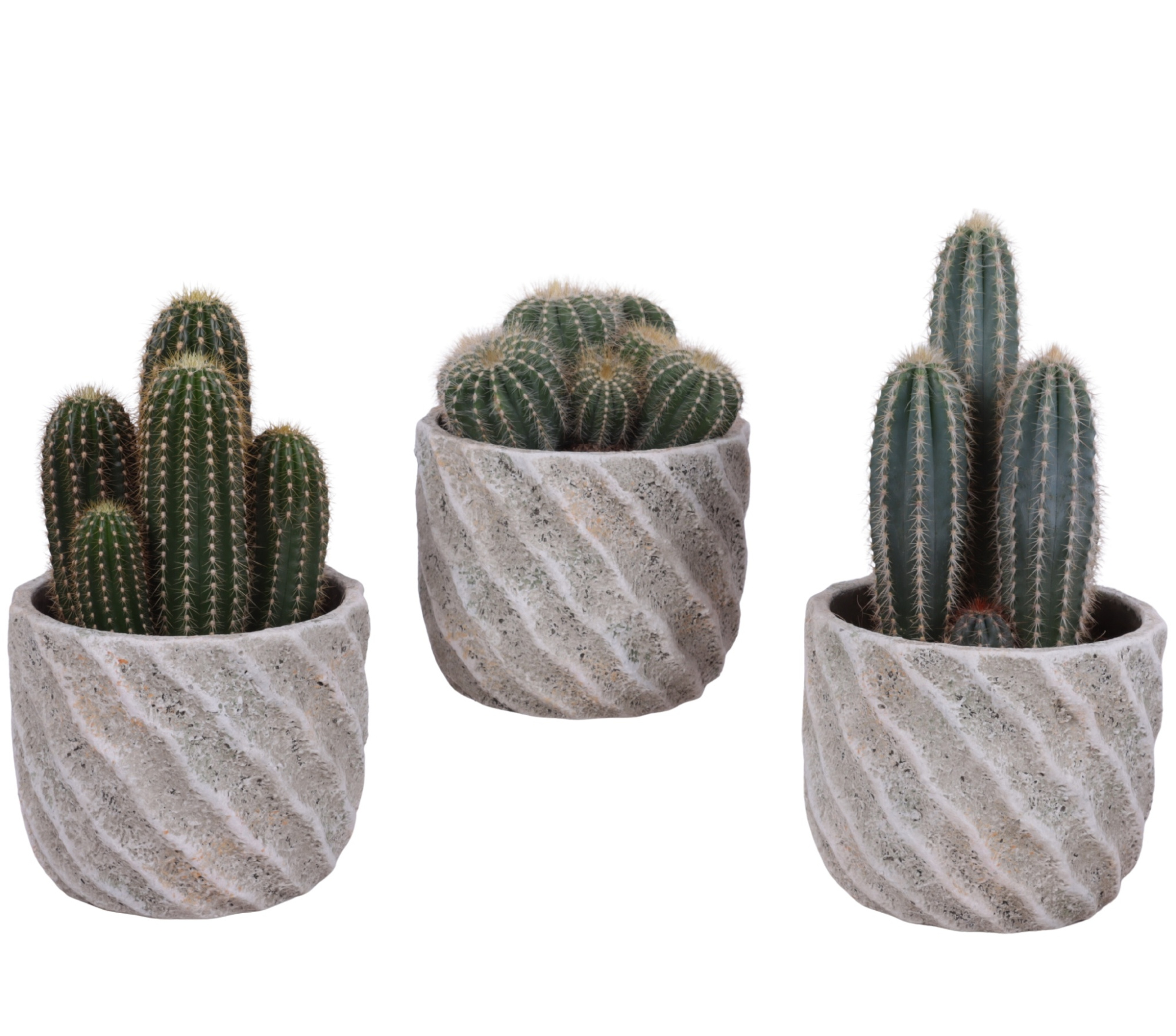 Cactus mix Ø12cm in Ø15cm Ceramic NT668, D 15