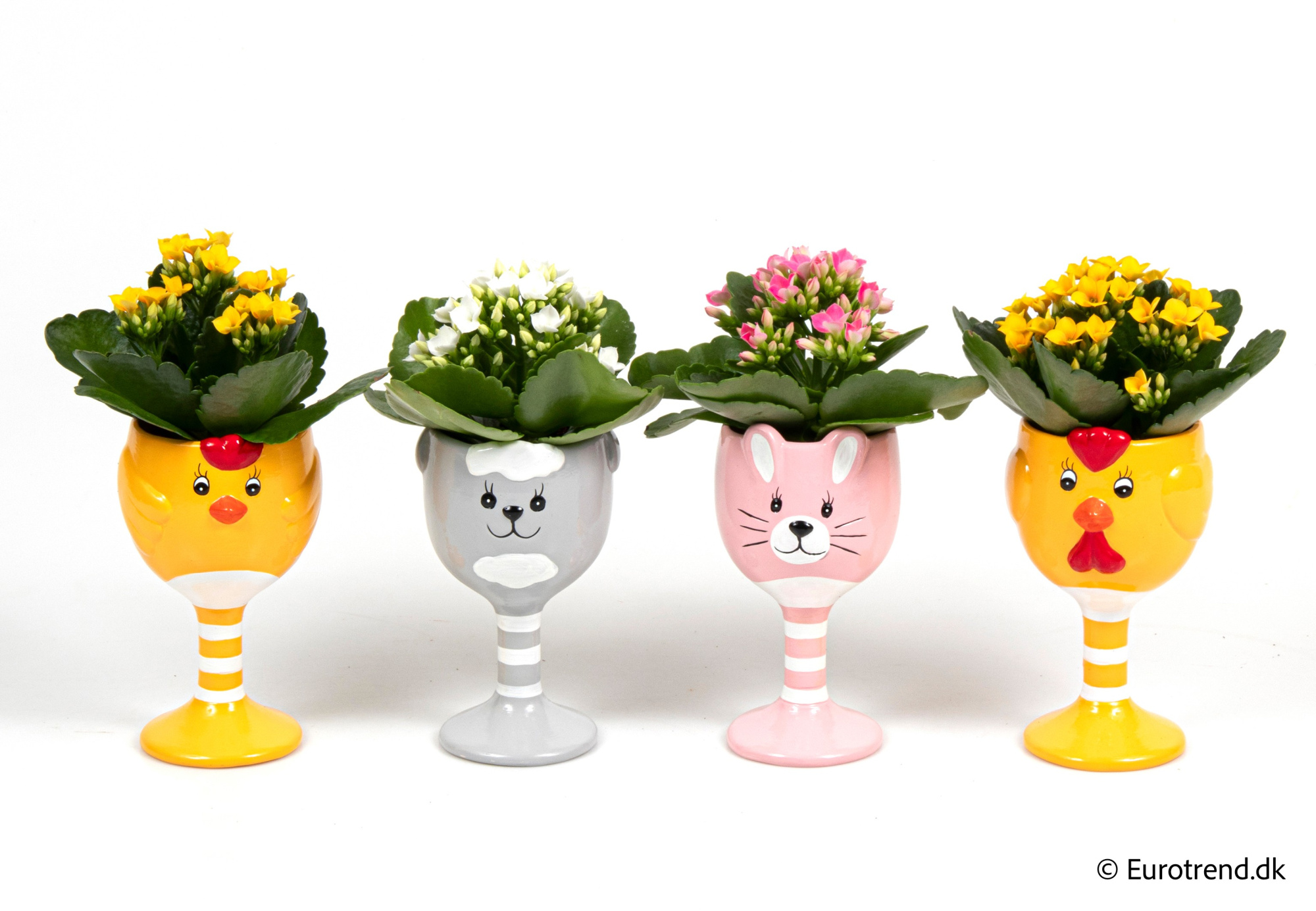 Kalanchoe in Easter ceramic 2026, D 6