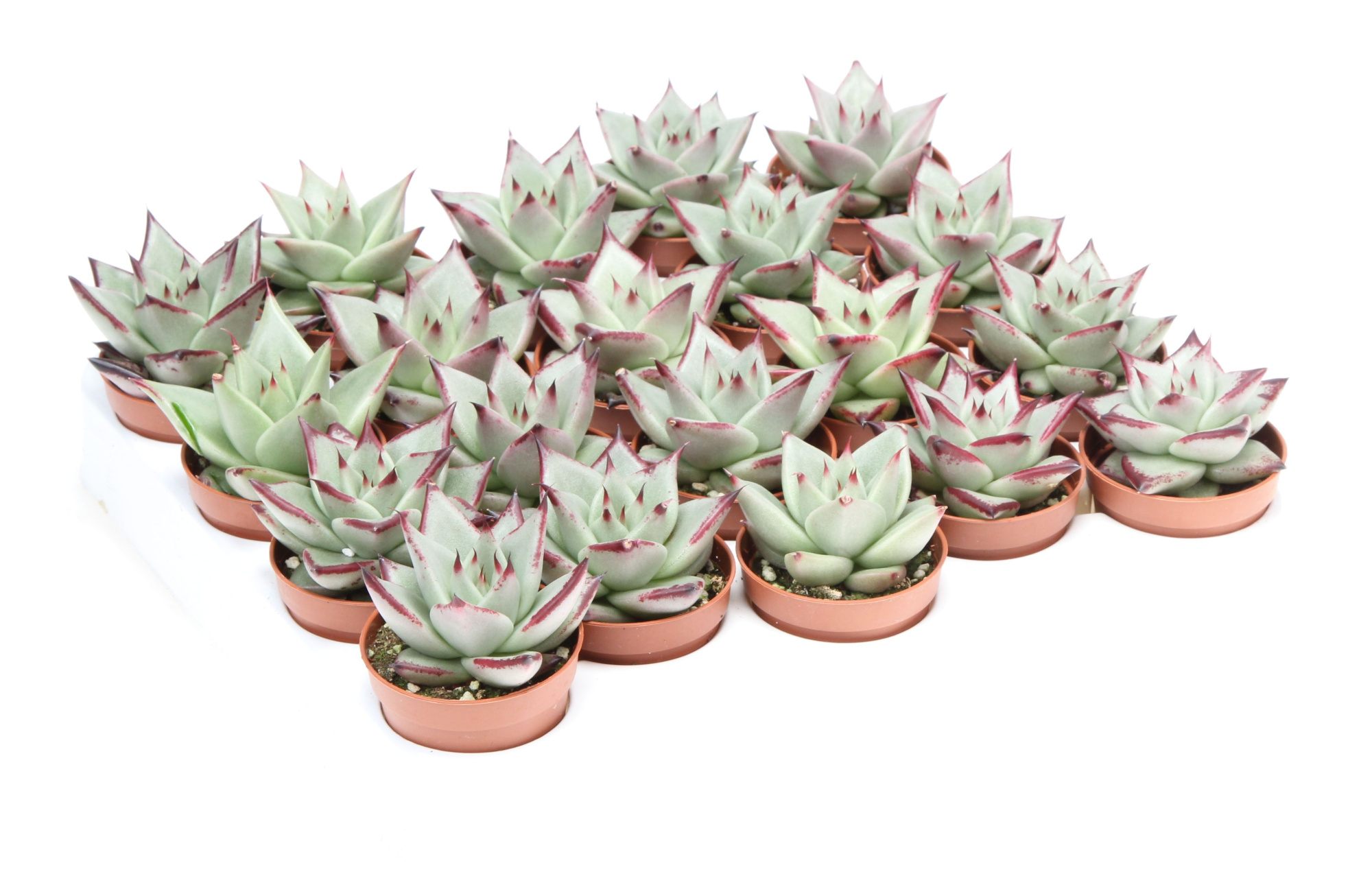 Echeveria silver star, D 5,5