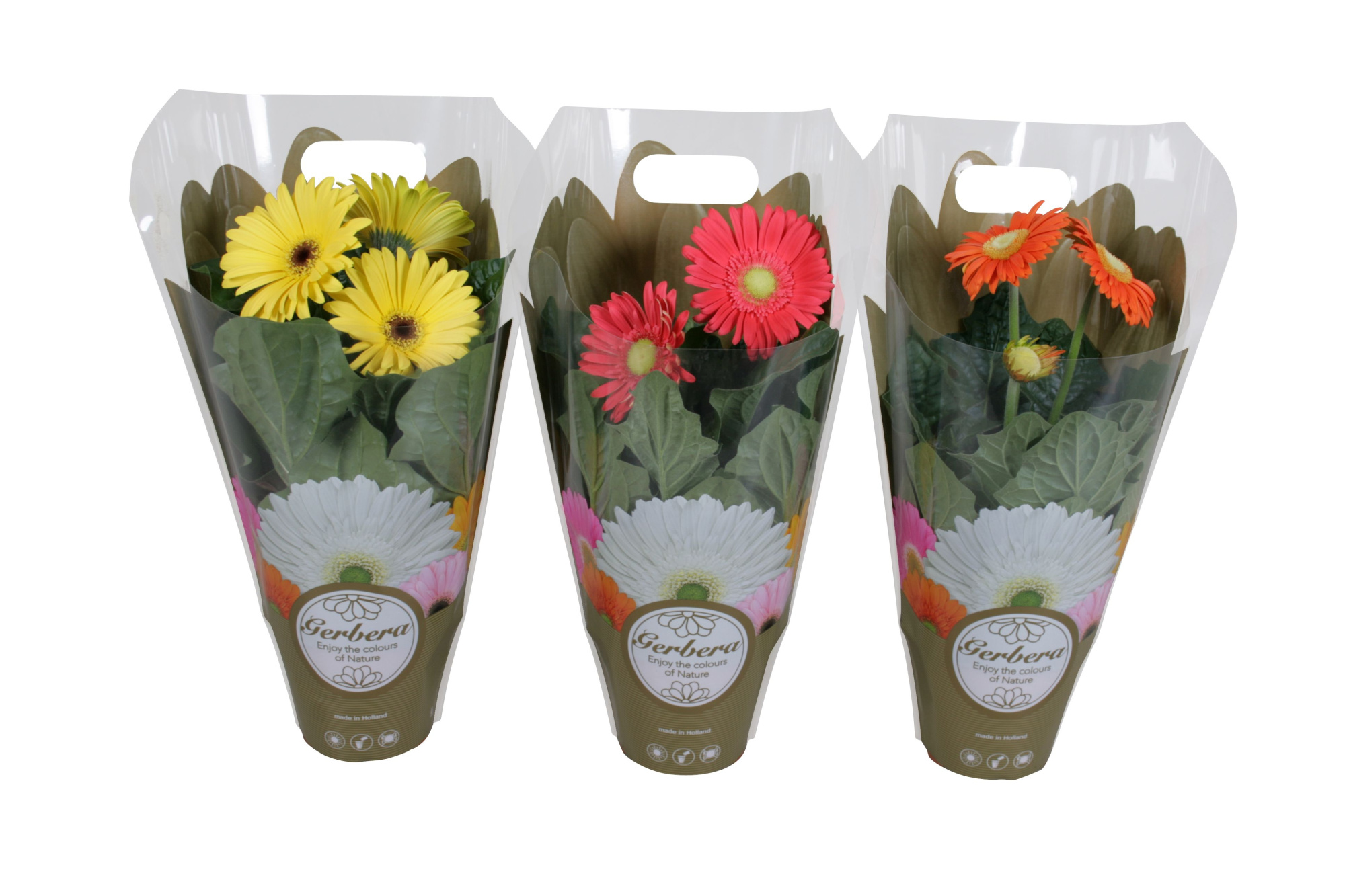 Gerbera belicht 12cm in exclusive carry bag, D 12