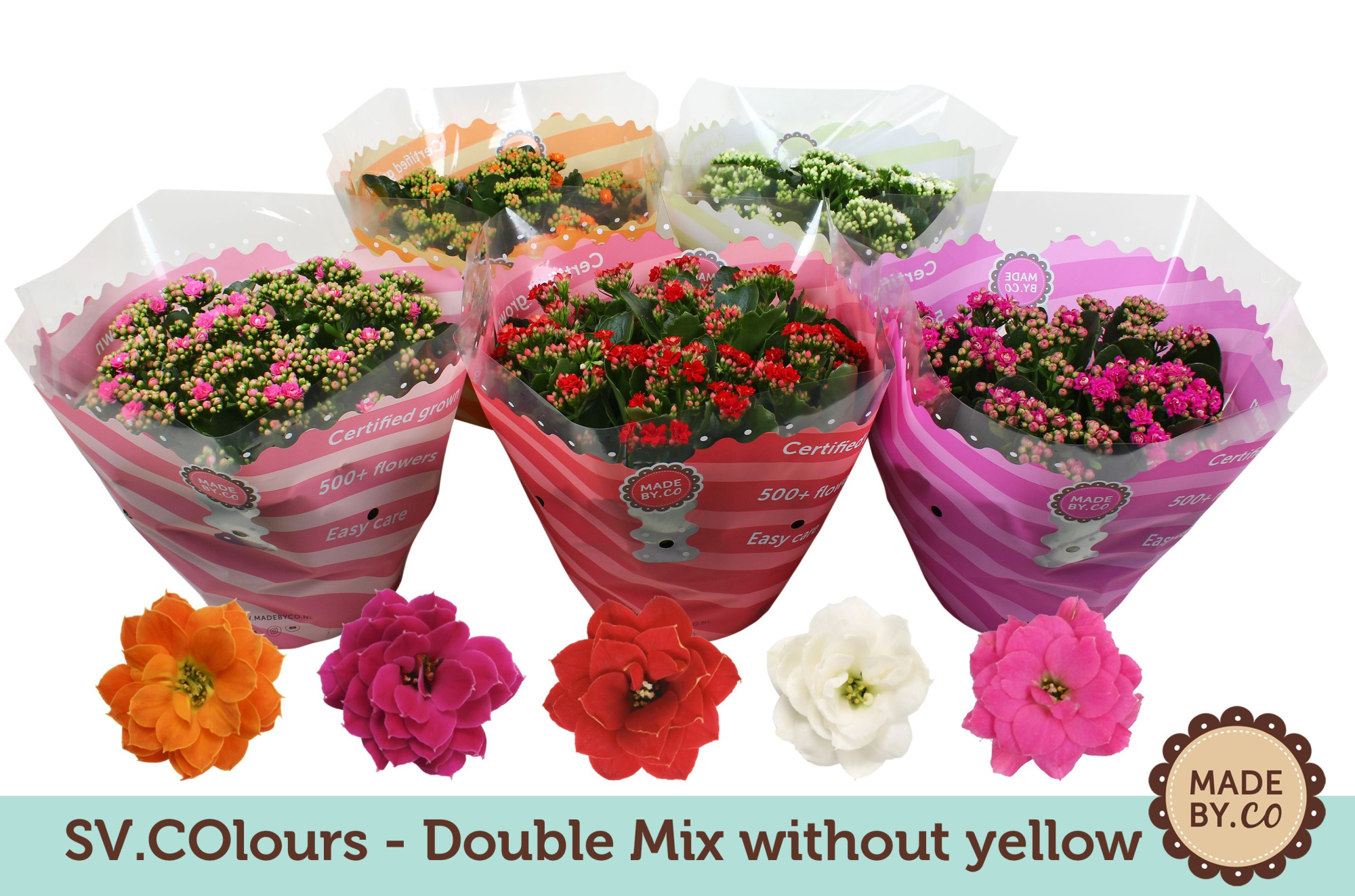 Kalanchoë Double Mix in SV.COloursleeve - without yellow, D 23