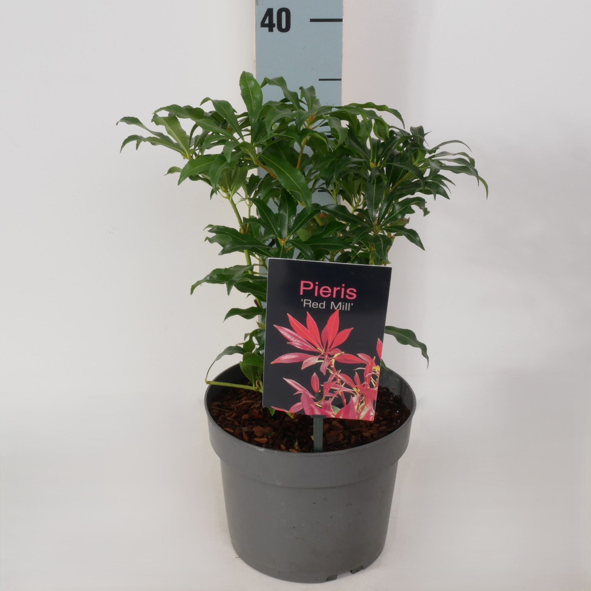 Pieris jap. 'Red Mill' P17, D 17