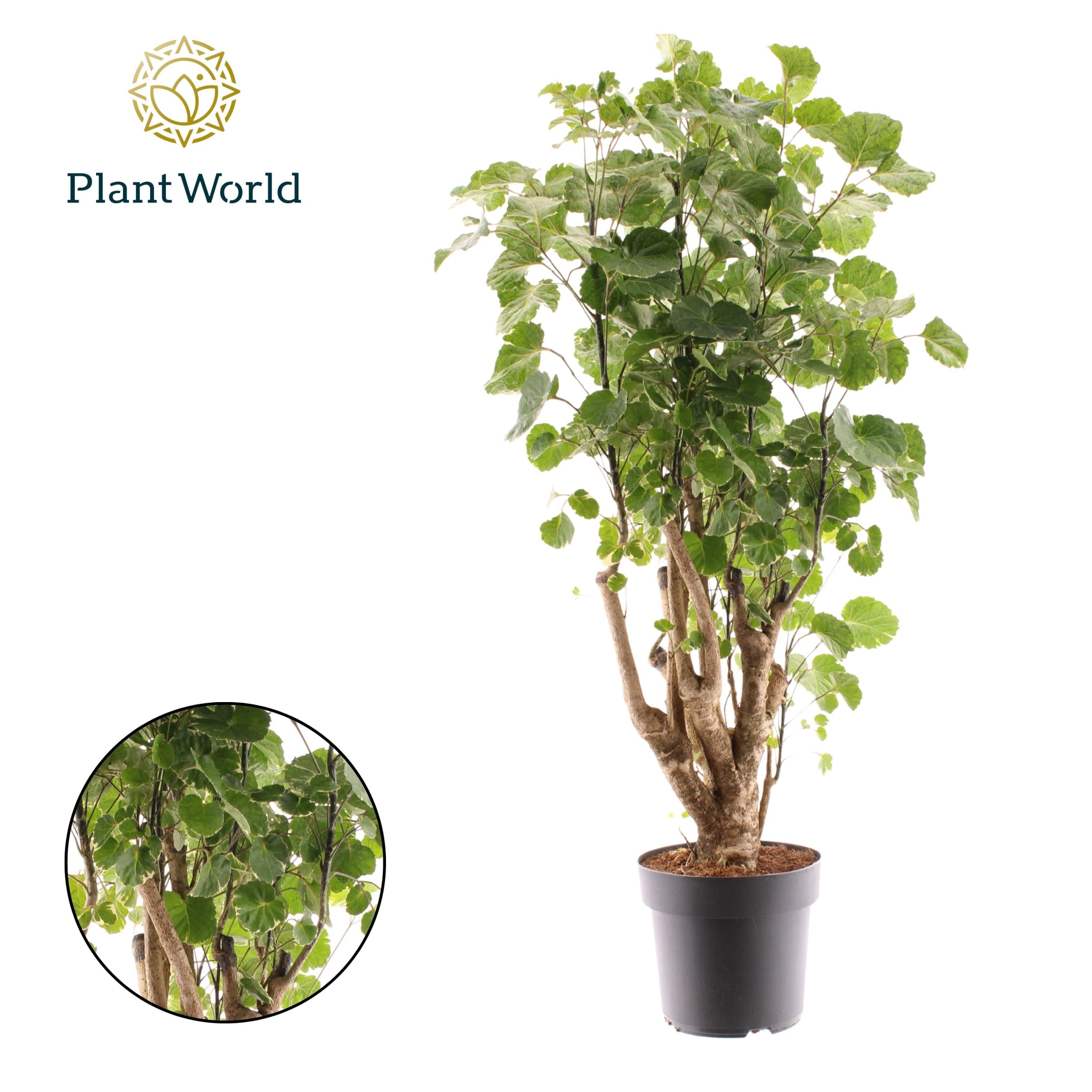 Polyscias Balfouriana vertakt, D 21