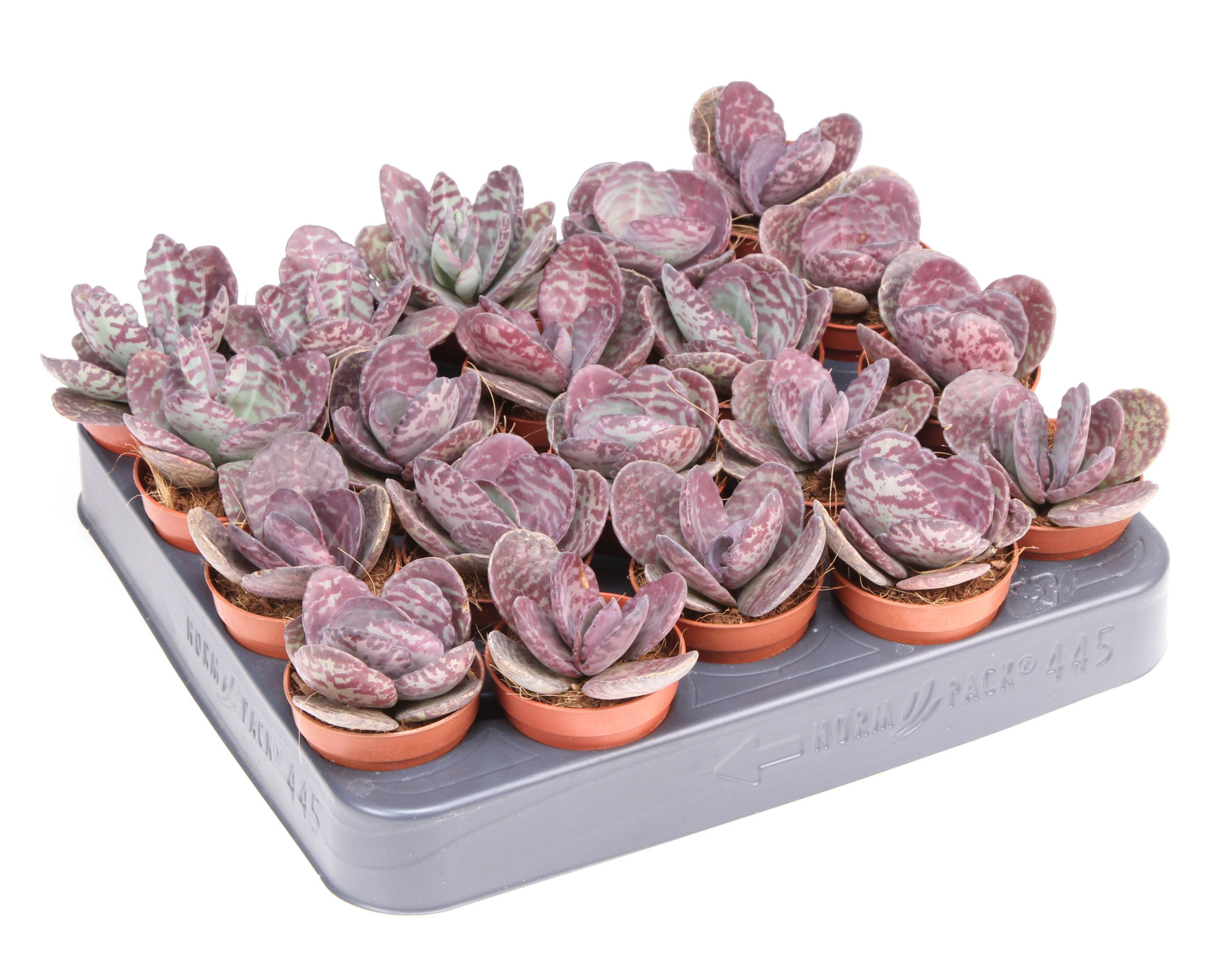 Kalanchoe humilis zebra, D 5,5