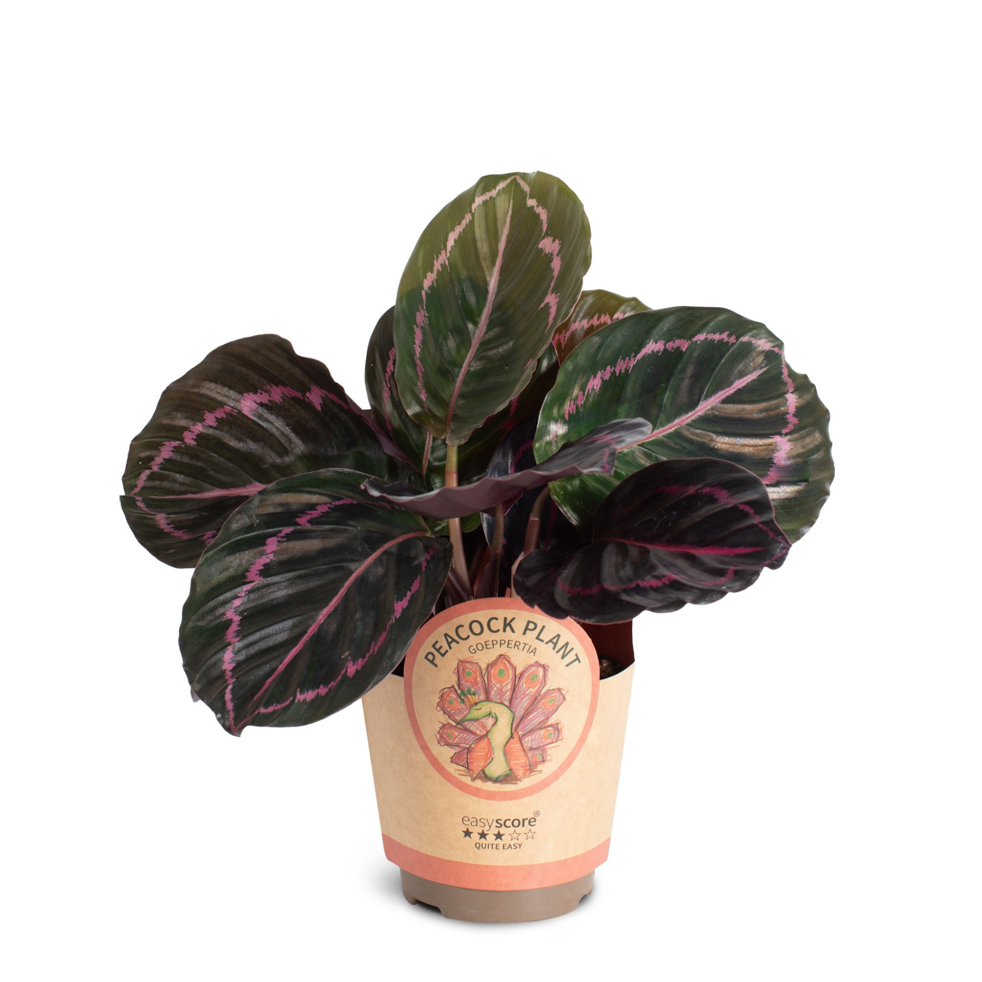 Calathea ´Dottie´, D 11