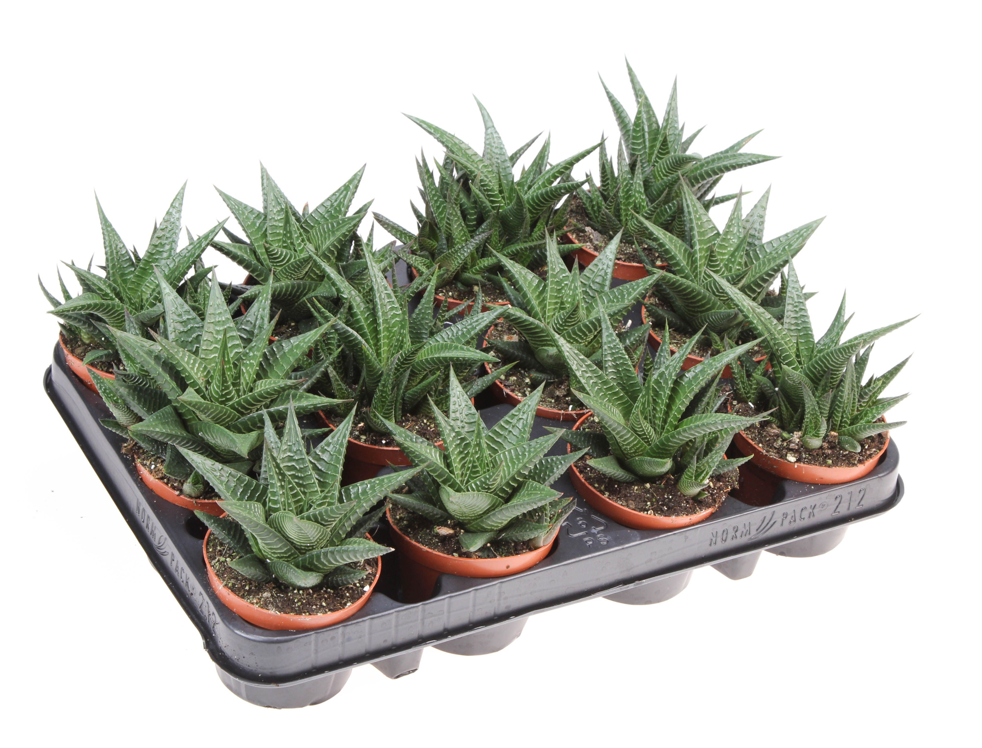 Haworthia limifolia, D 8,5