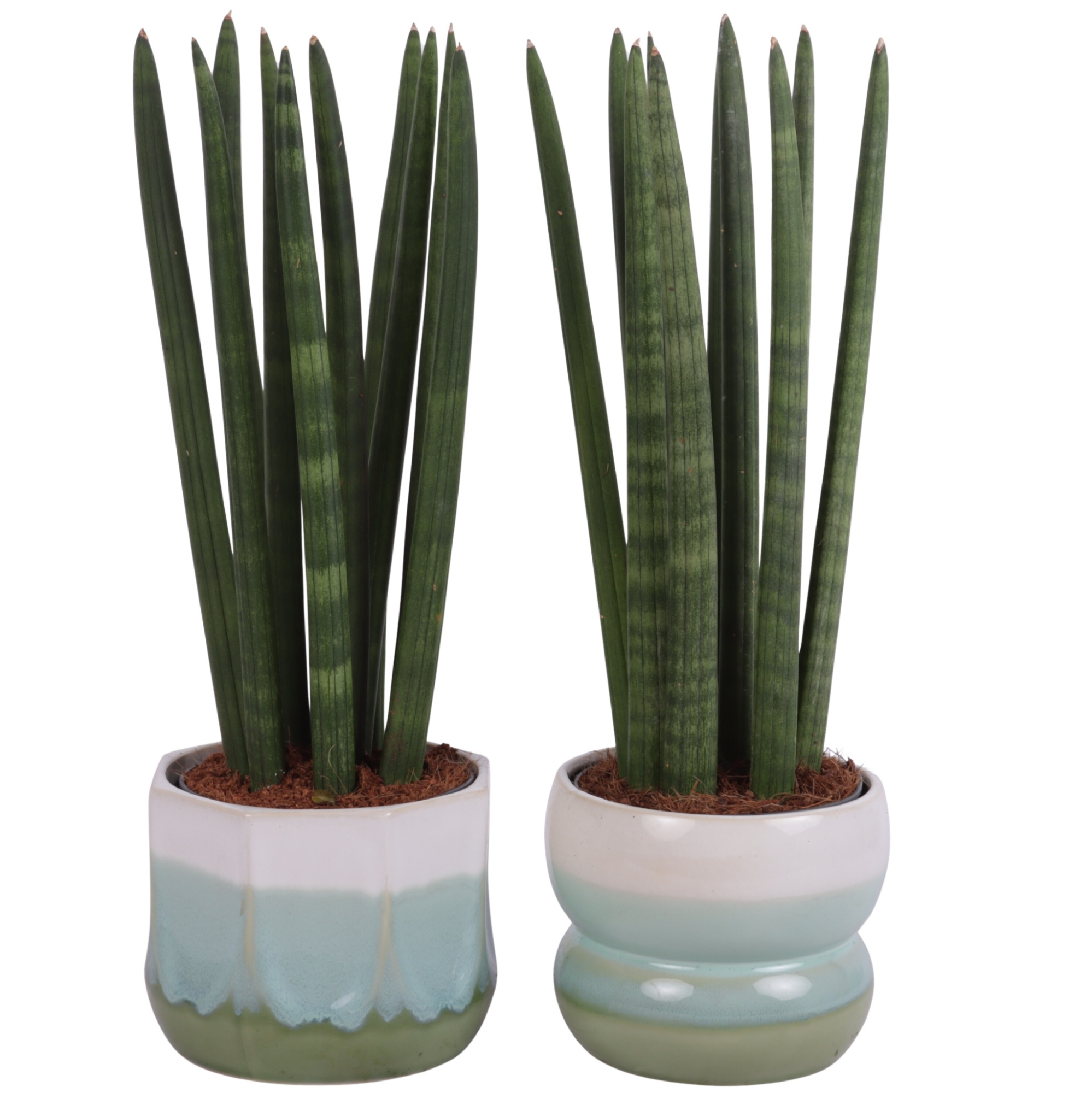 Sansevieria Cylindrica Straight 10 Leaf in Ø15cm Ceramic FB675, D 15