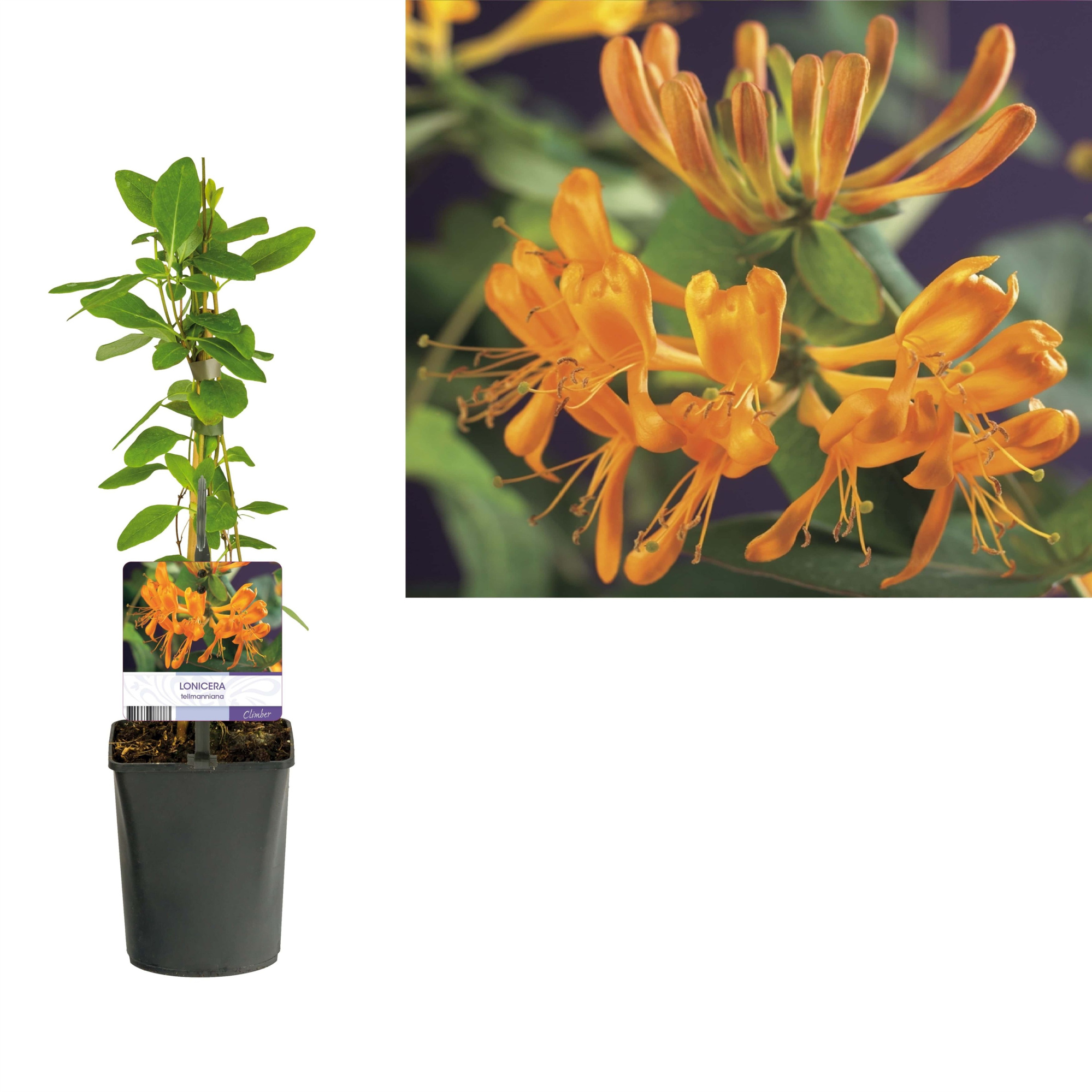 Lonicera tellmanniana +light label, D 11
