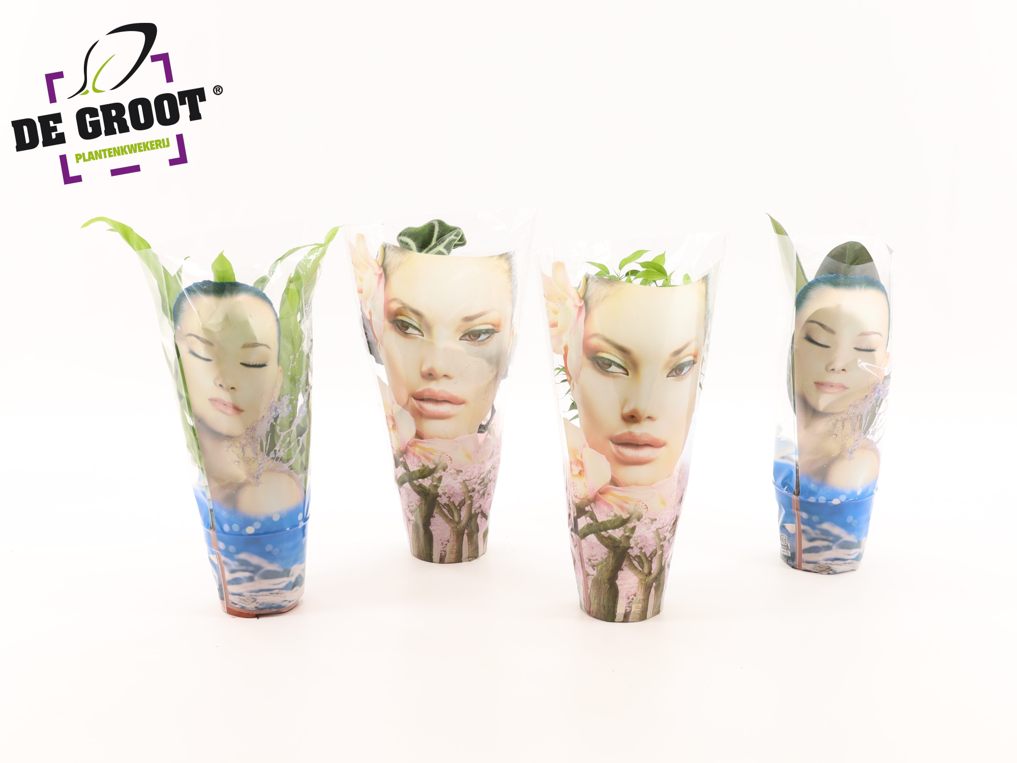 Groenmix in hoes "Face", D 12