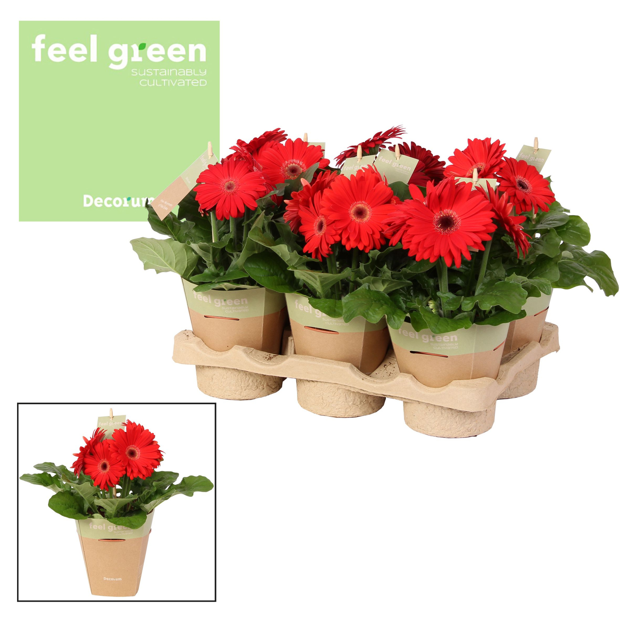Gerbera roodtinten 2+ bl. Feel Green, nature pc Decorum, D 12