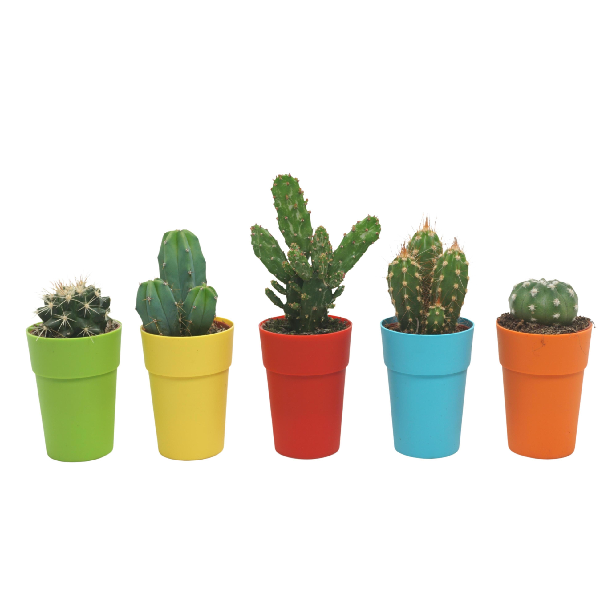 Cactus mix 5,5 cm in kleurig gerecycled kunststof potje, D 5,5