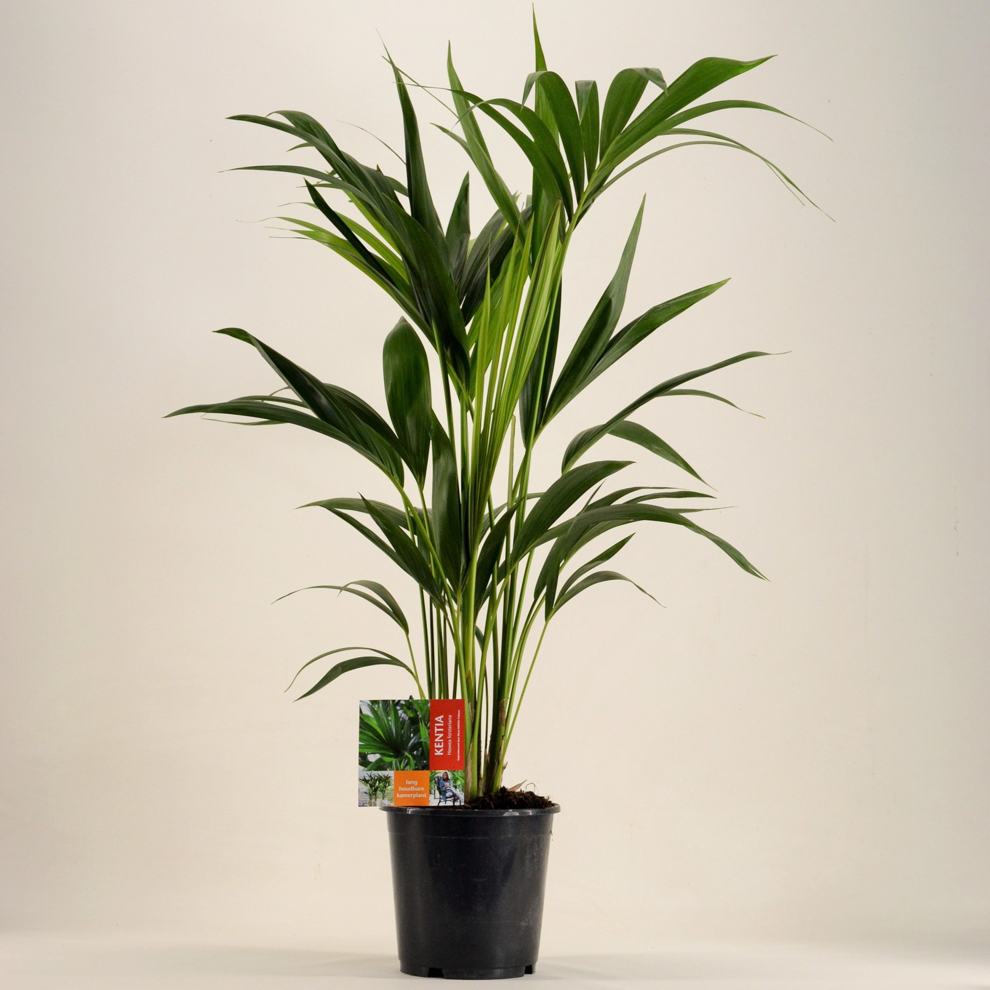 KENTIA - P19 H100 - 6PP (Howea forsteriana), D 19
