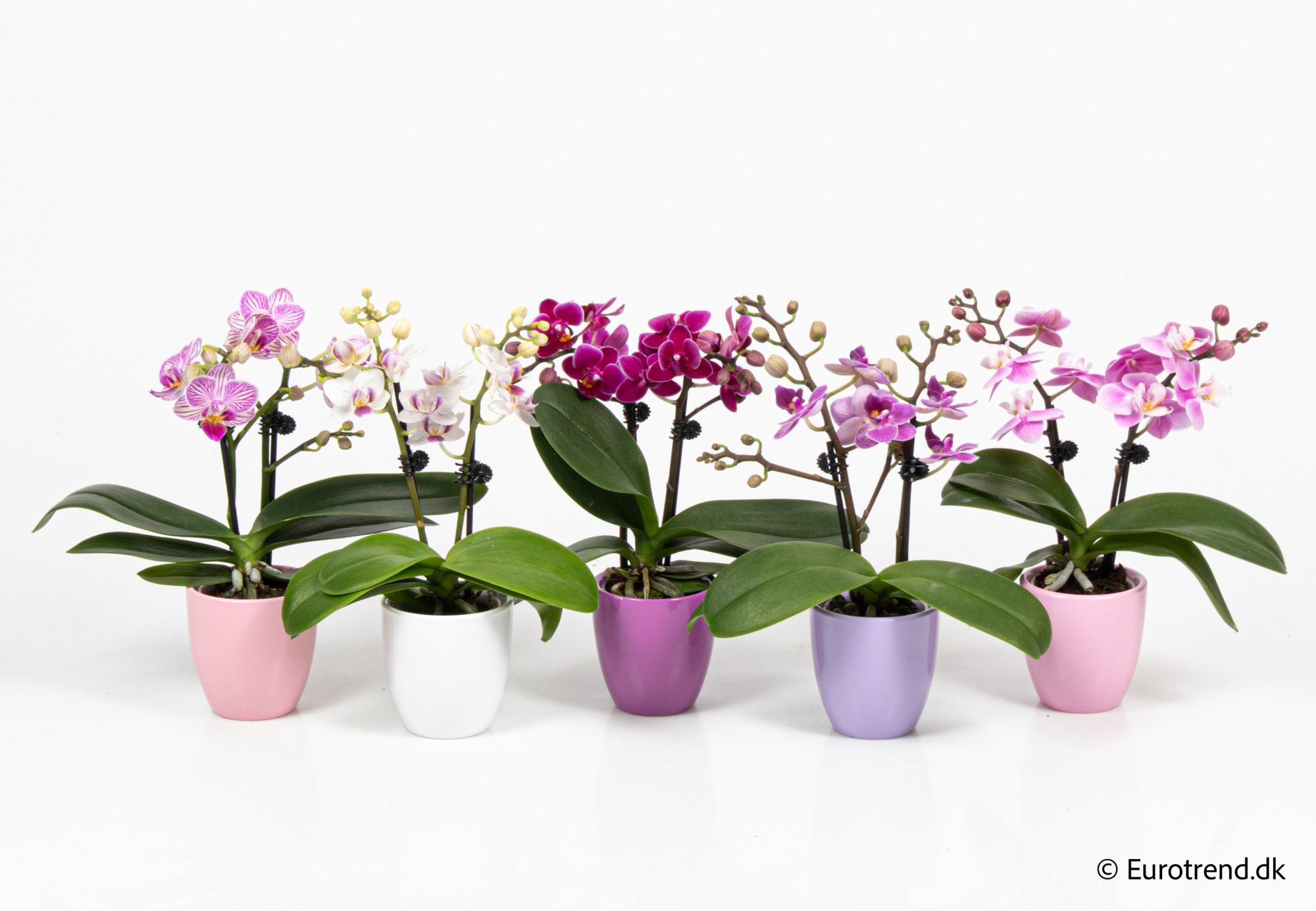 Phalaenopsis in Valentine ceramic 2026, D 6