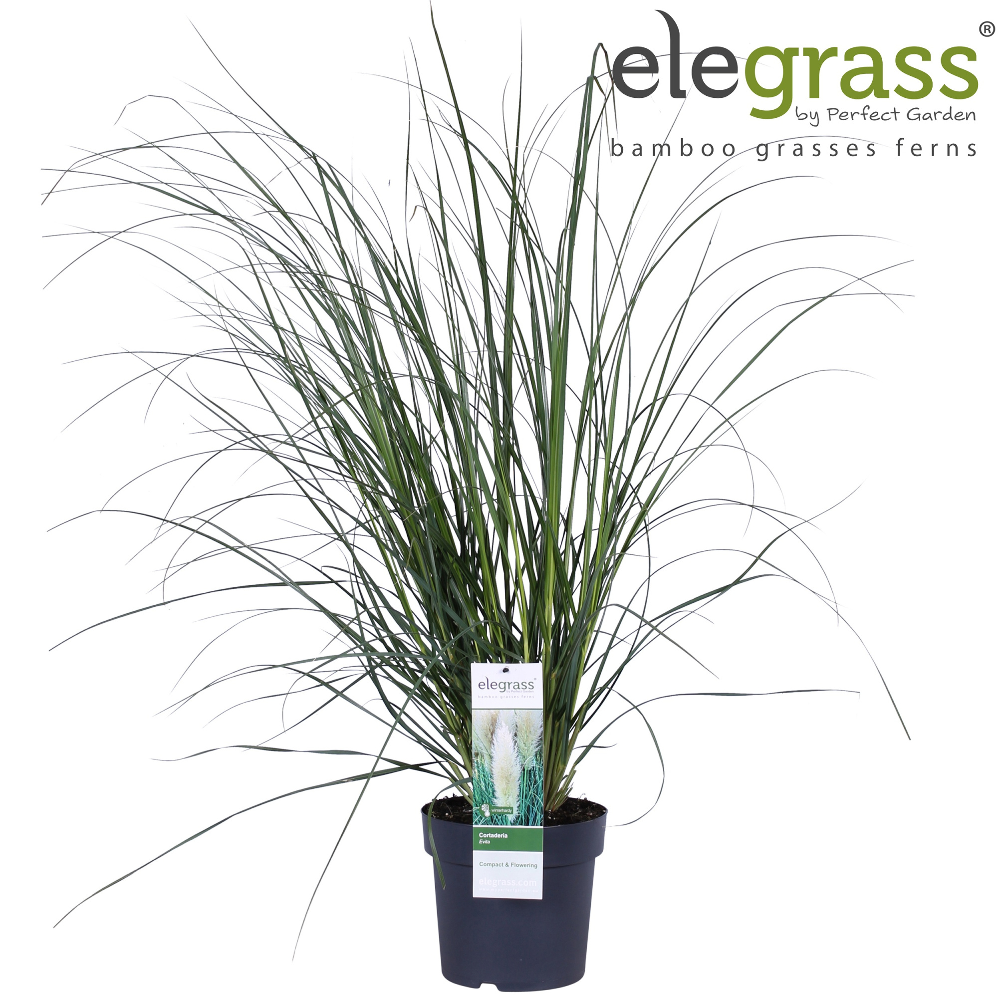 Cortaderia selloana 'Pumila' P23, D 23