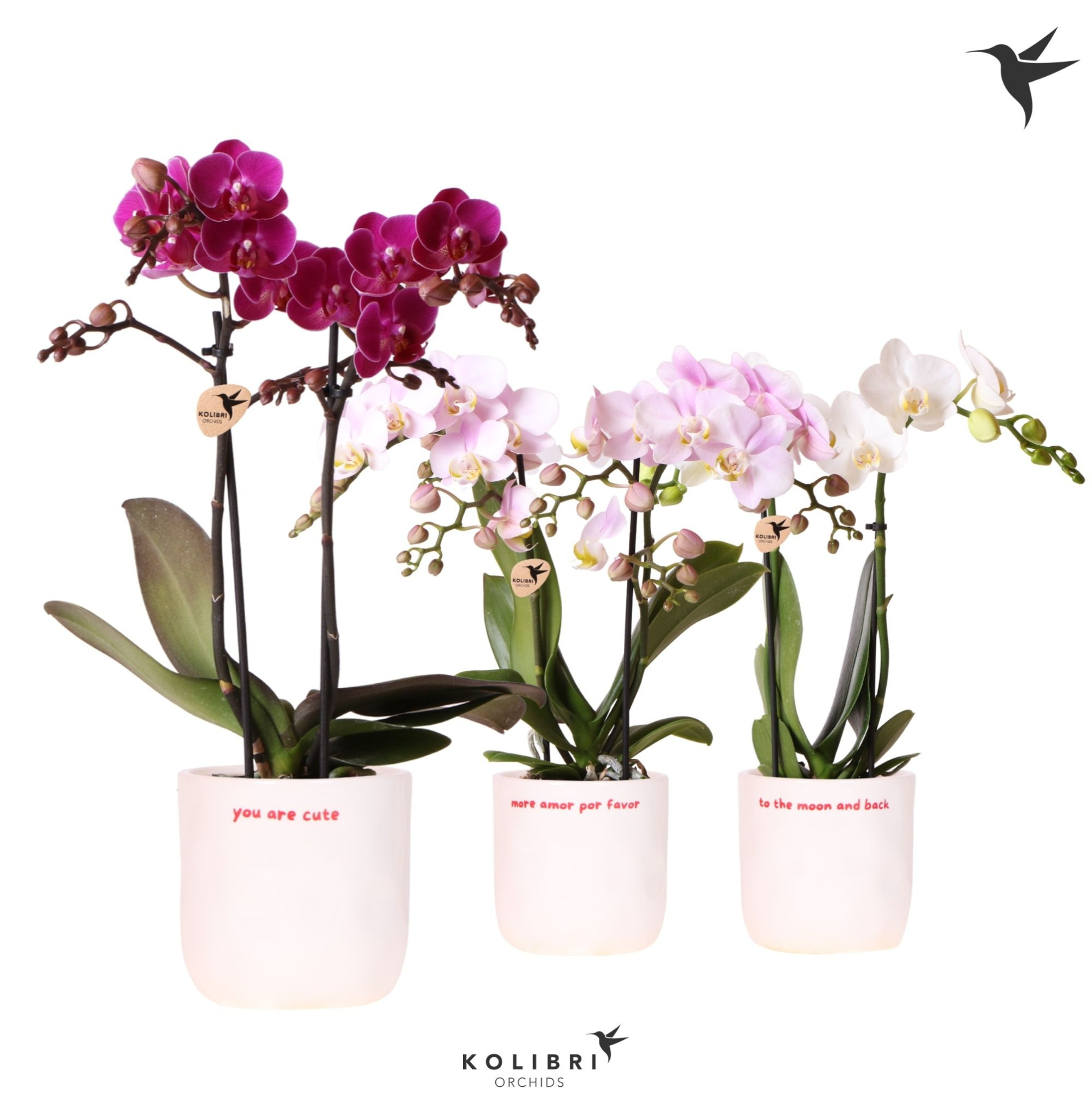 Kolibri Orchids Phalaenopsis mix 2 spike in Love pot mix, D 9