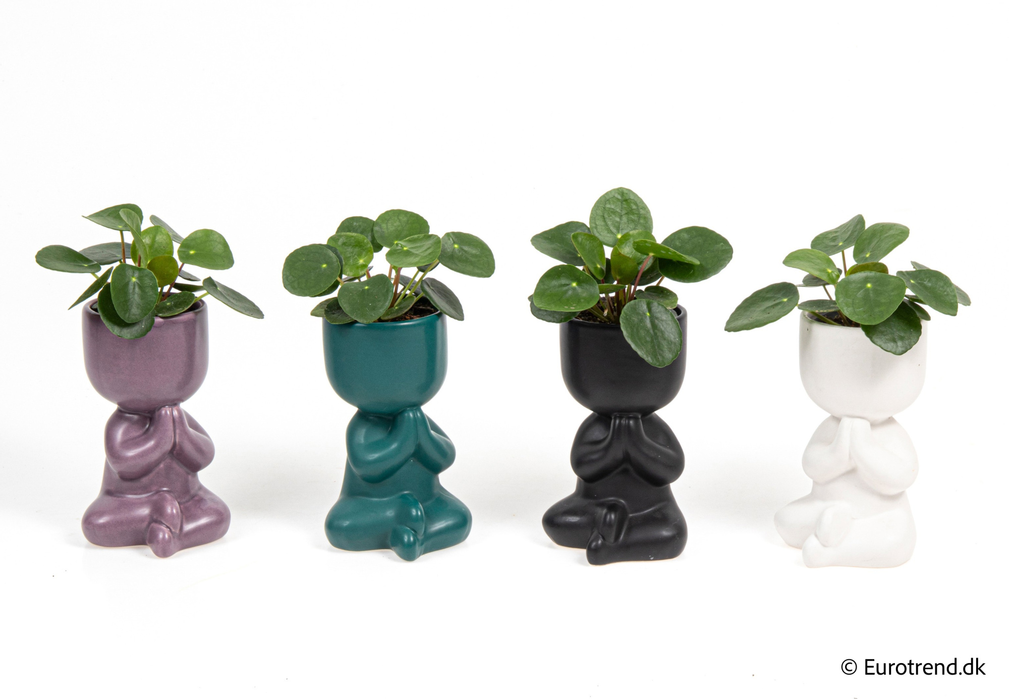 Pilea peperomoides in New Look ceramic 2026, D 6