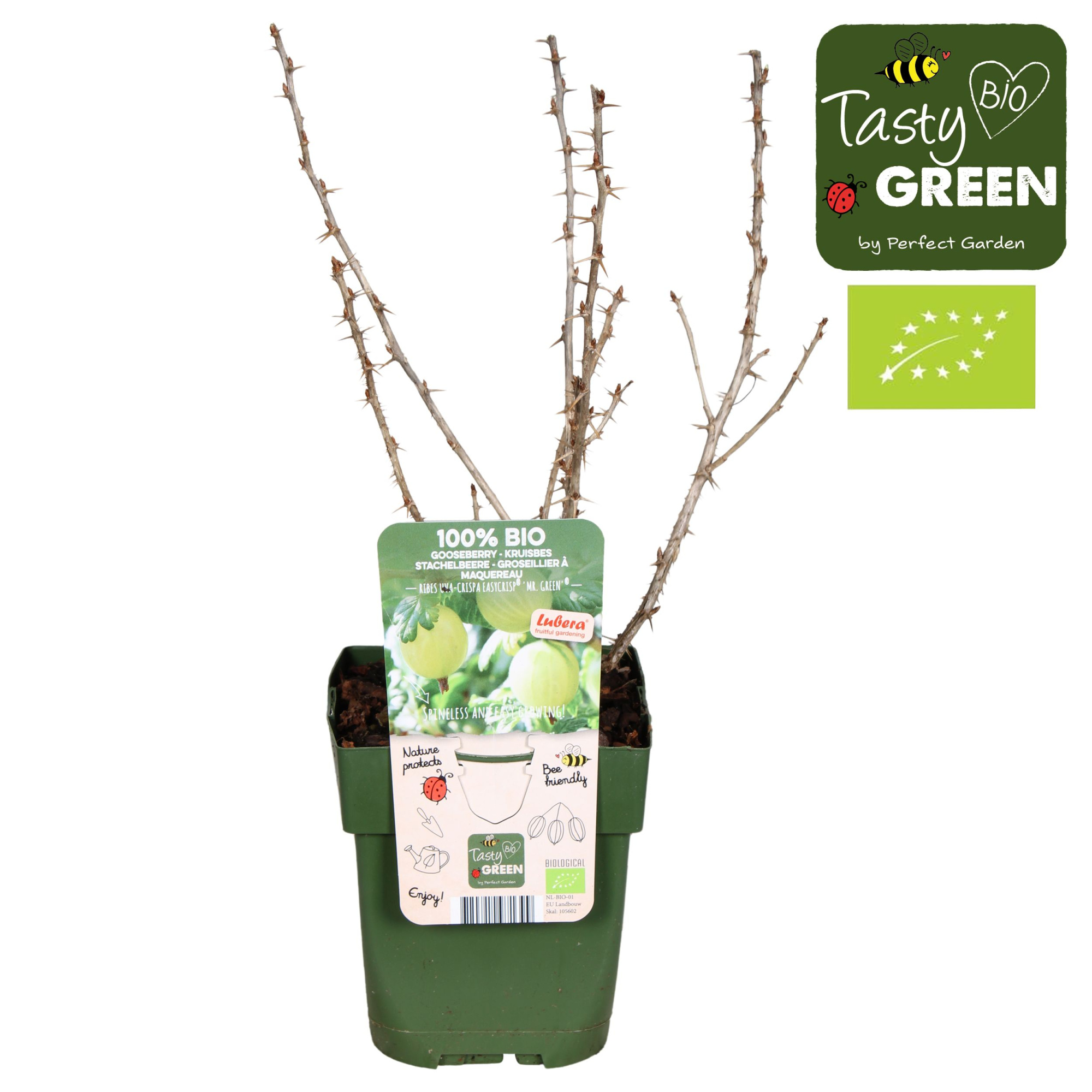 Ribes uva-crispa Easycrisp® 'Mr. Green'® Bio P13, D 13