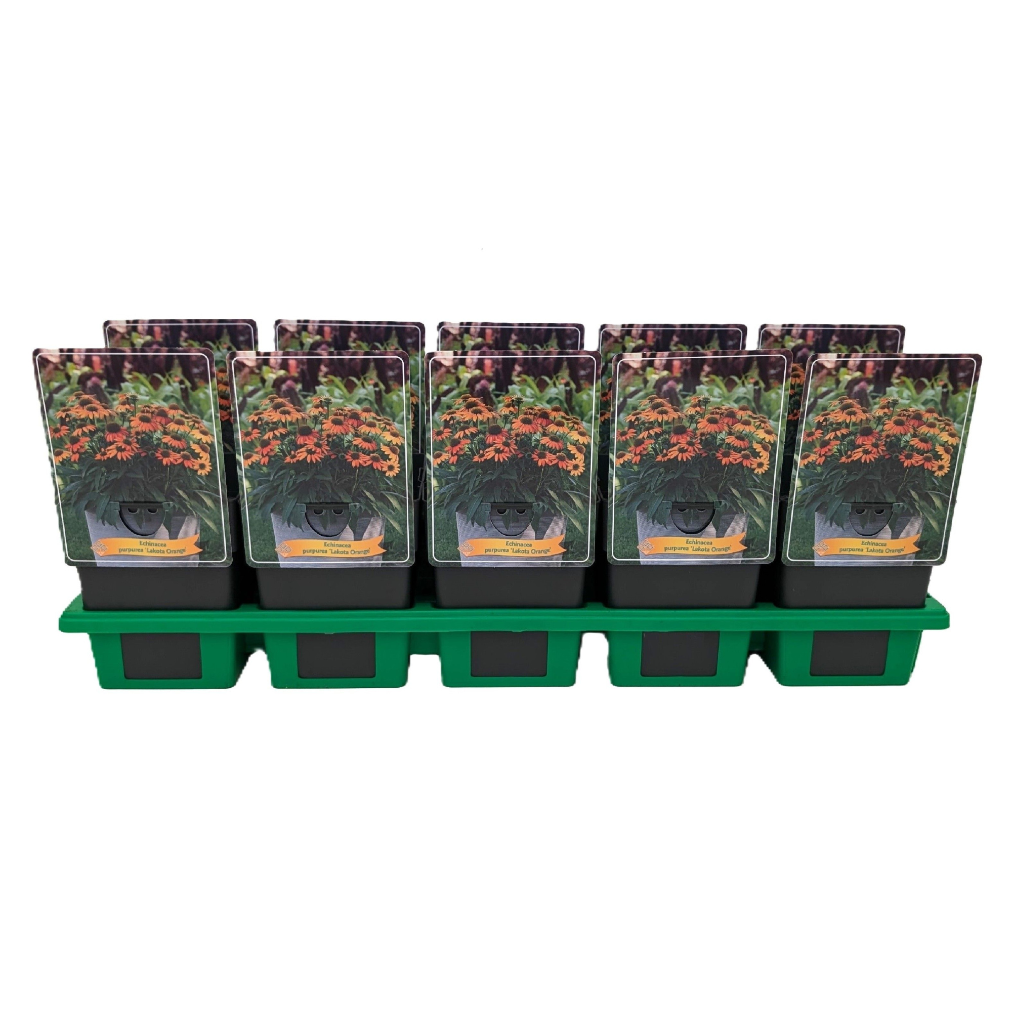 Echinacea 'Lakota Orange' P11, D 11