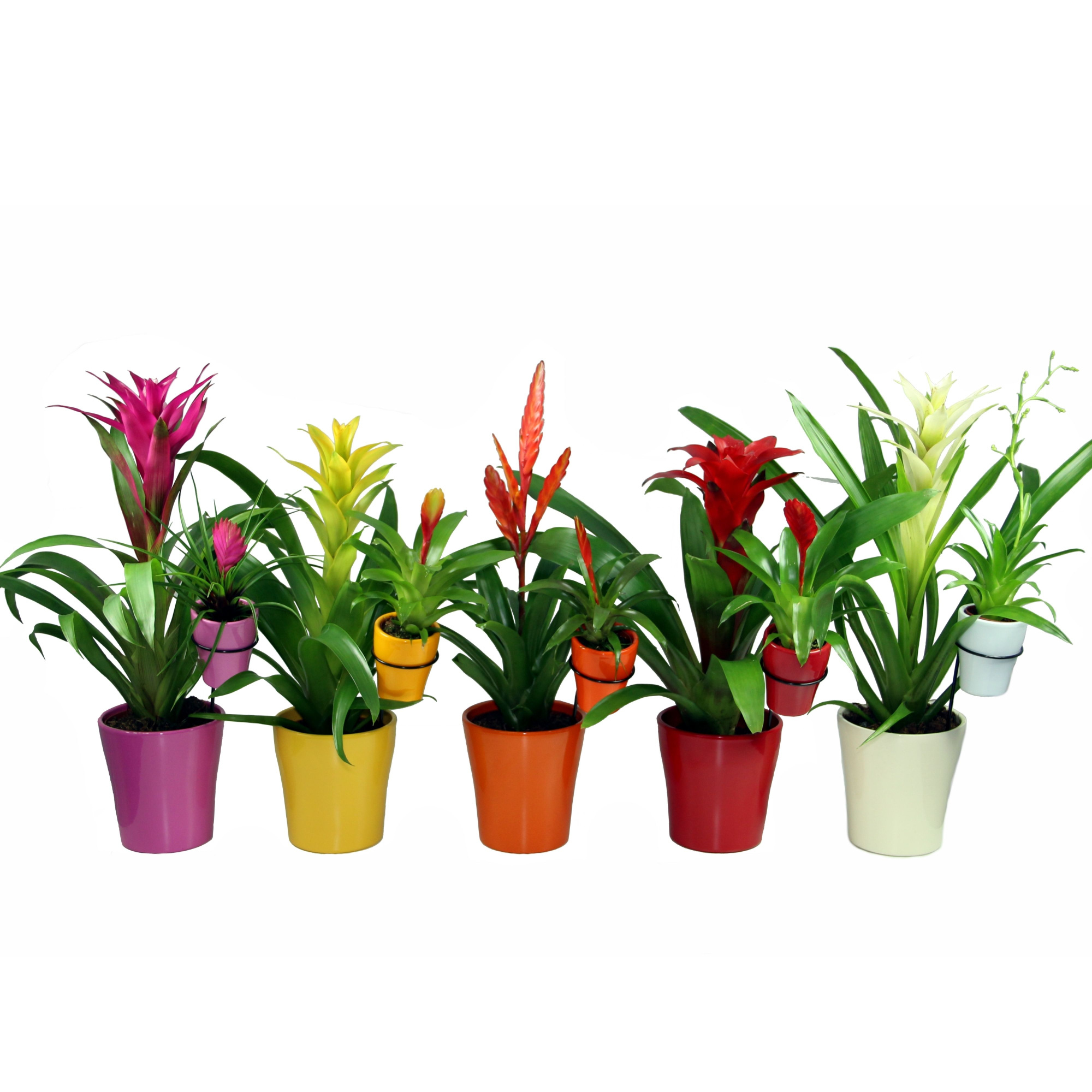 Moeder&kind Bromelia+Bromini, D 13