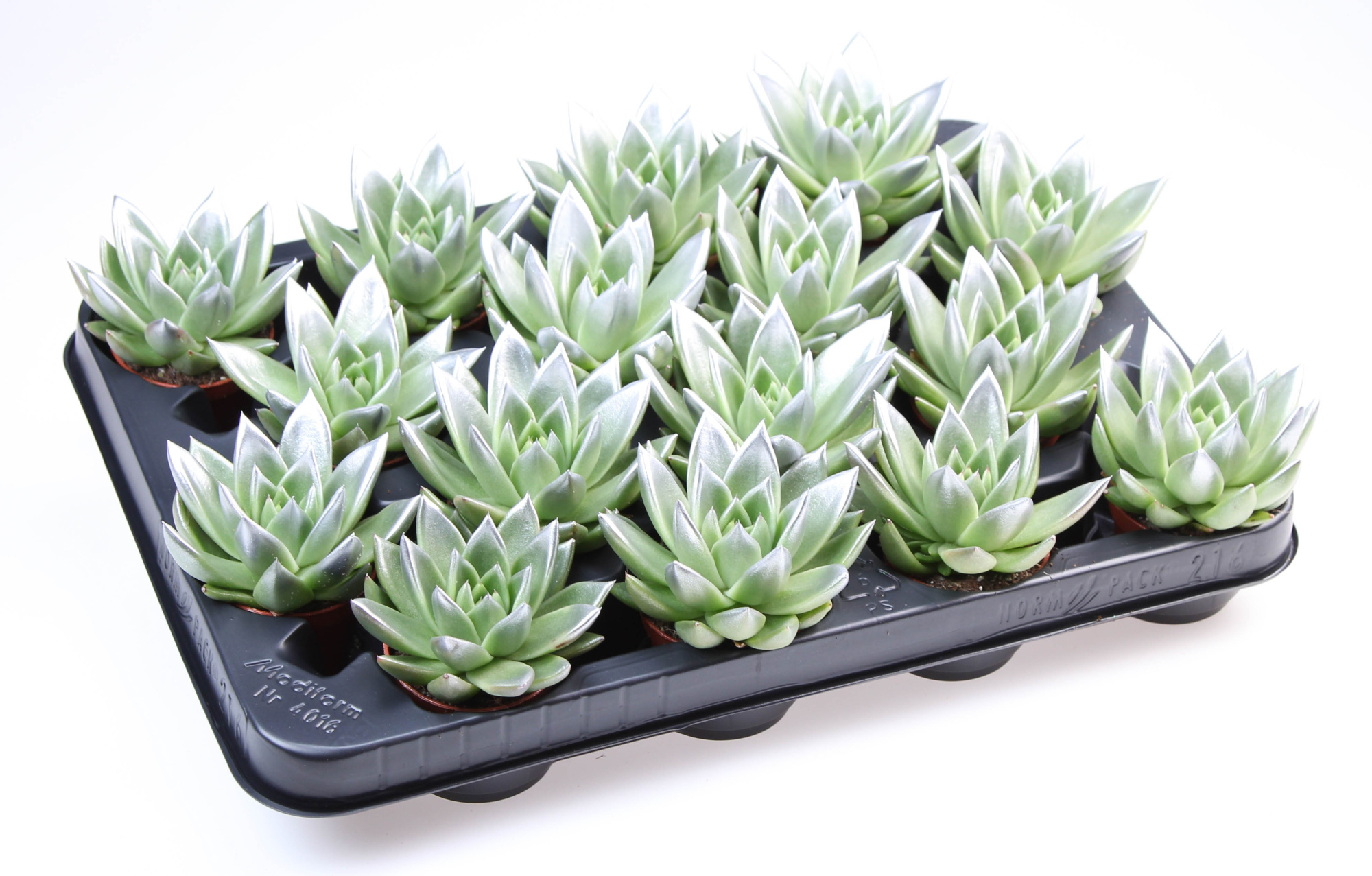 Miranda silver tips, D 6