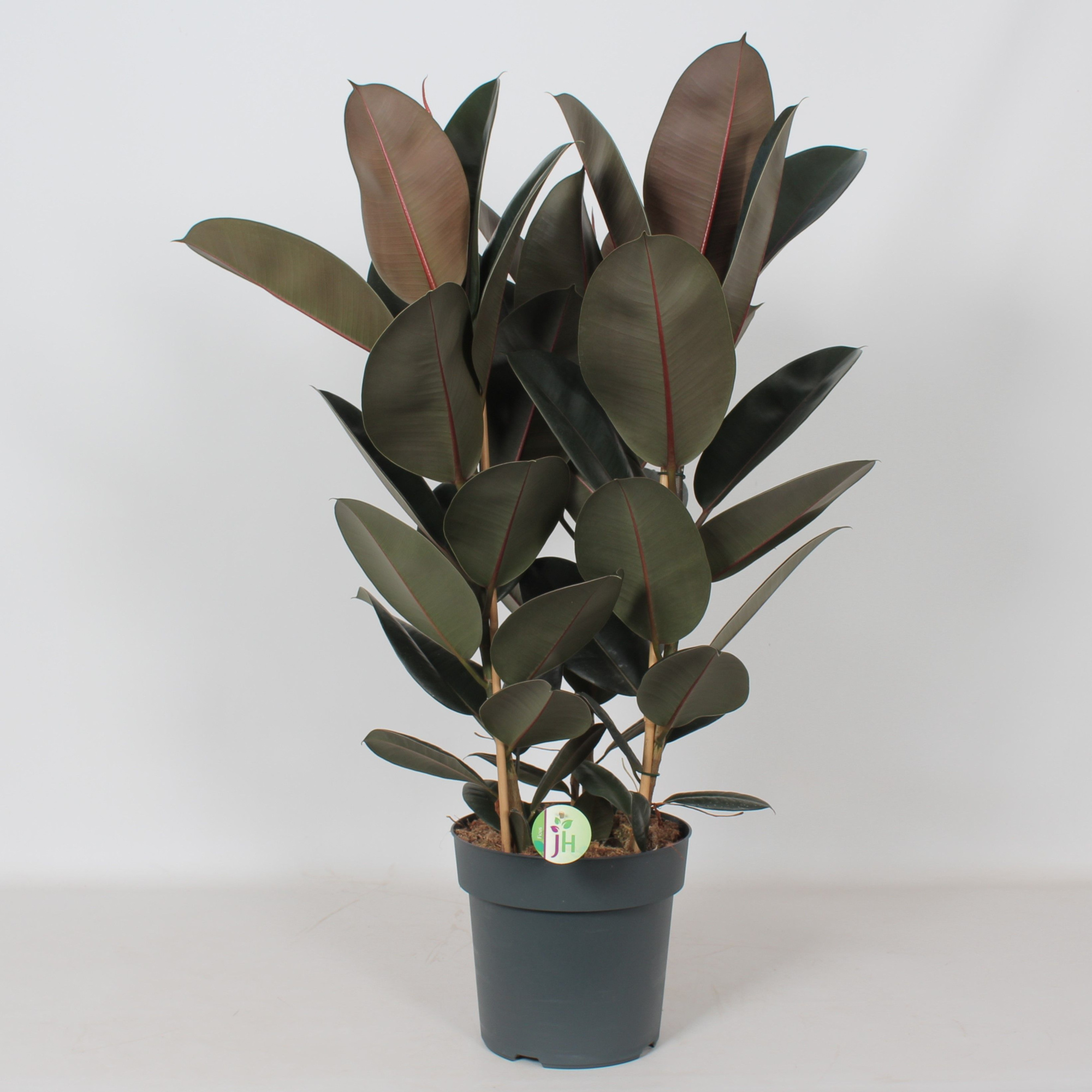 Ficus 'Abidjan', D 27