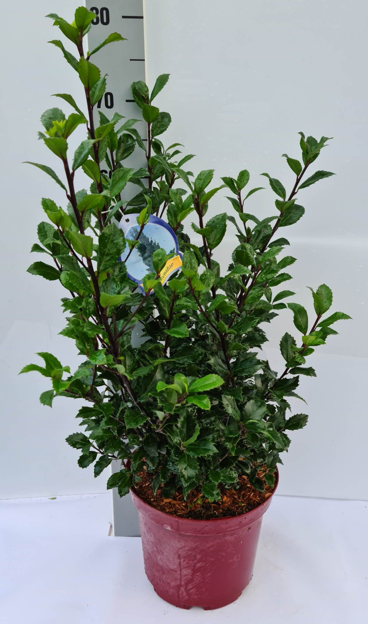 Ilex meserveae Heckenstar C5 40-50, D 23