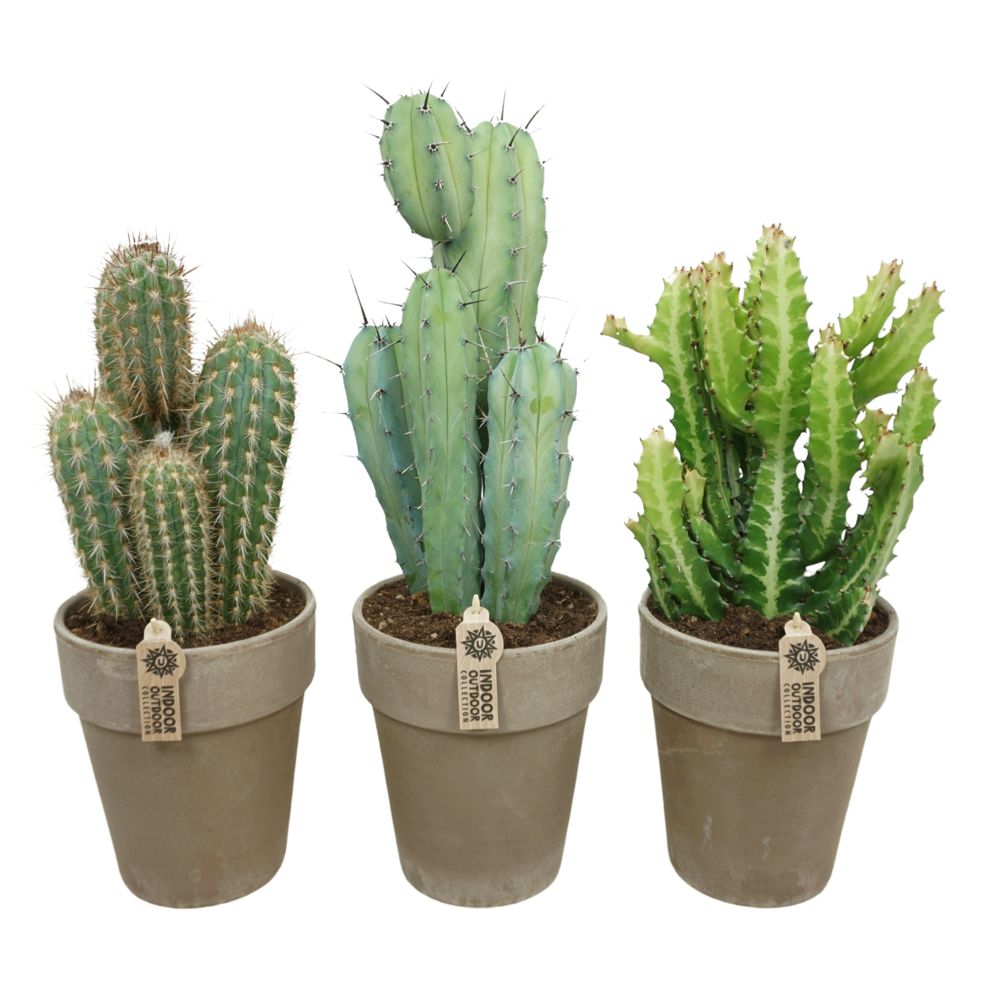 Cactus mix in 19 cm 'Grijze Vaaspot', D 17
