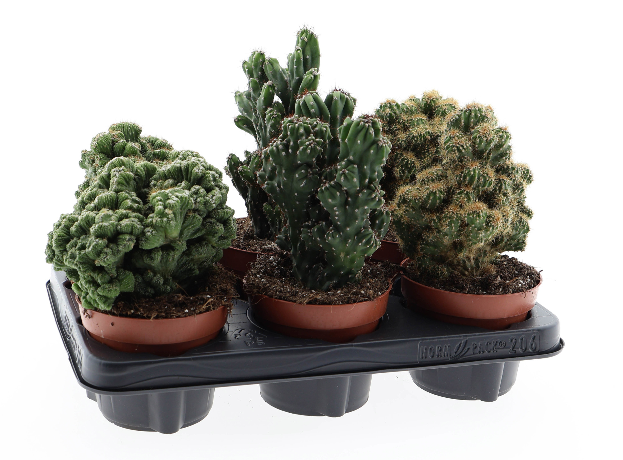 Cactus rots mix, D 12