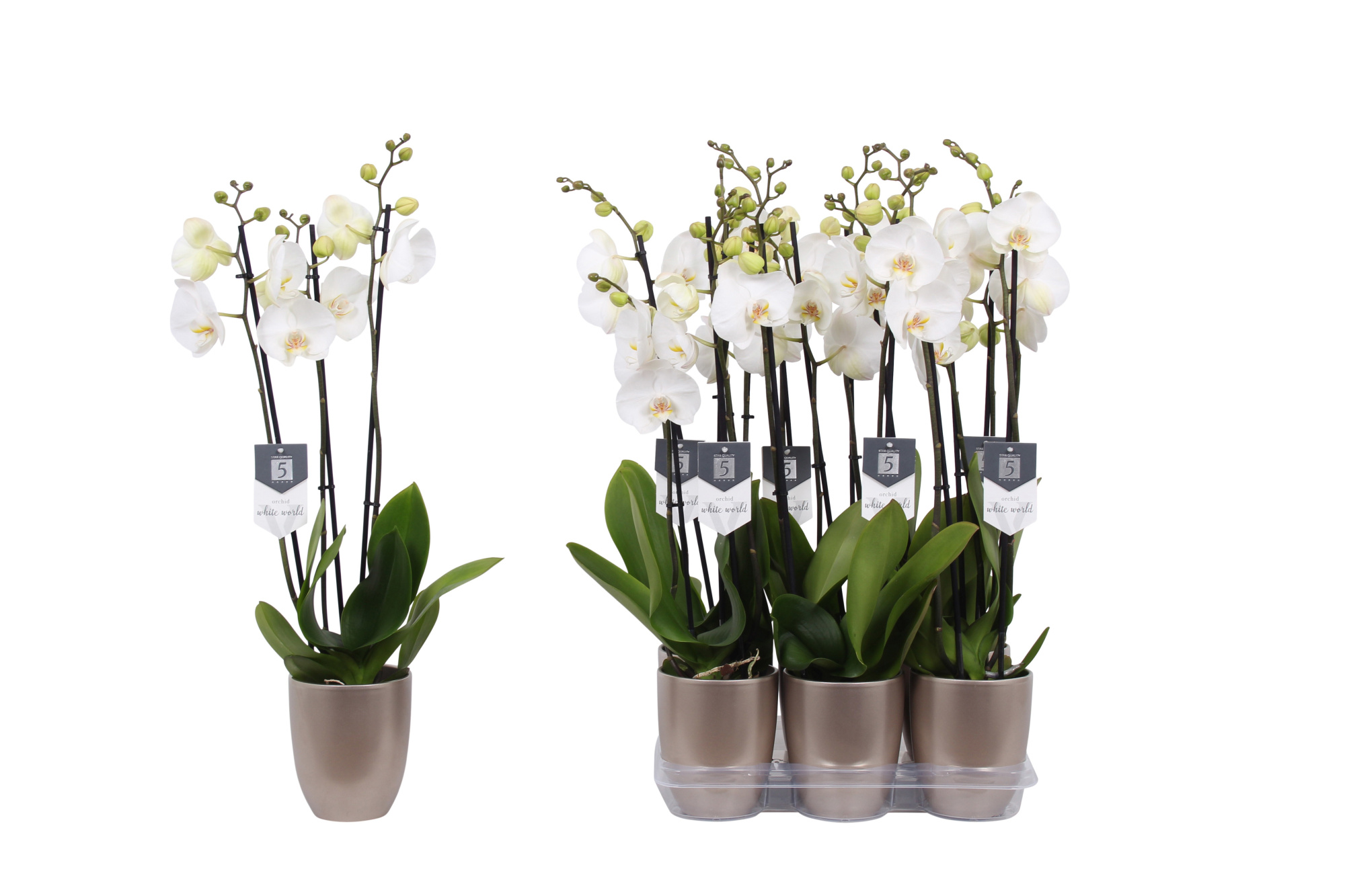 Phalaenopsis White World, 3-spike Champagne Ceramics, D 12