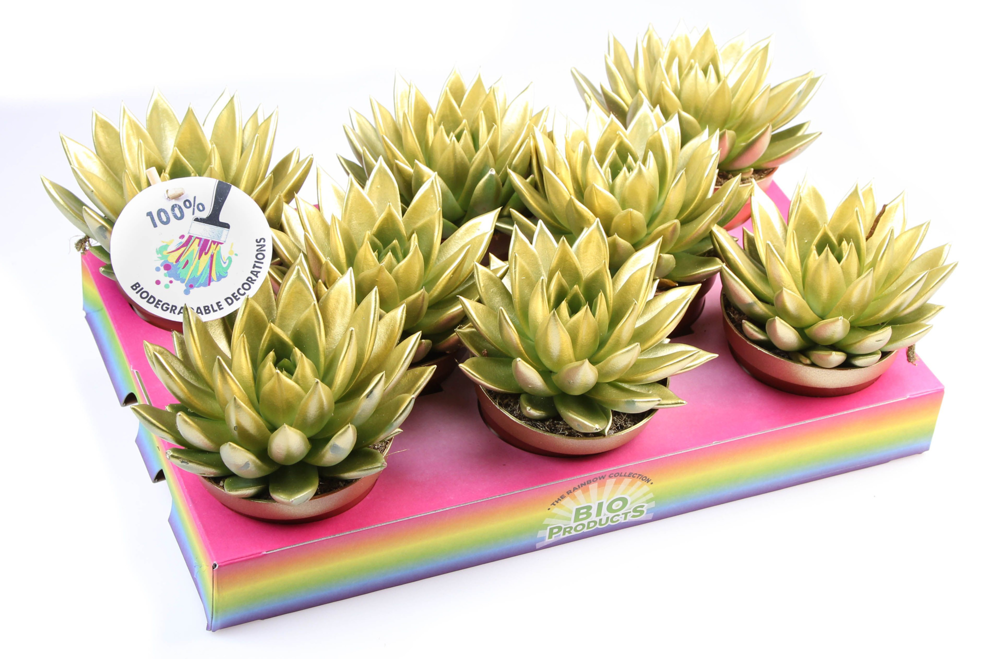 Bio miranda rainbow gold, D 10,5