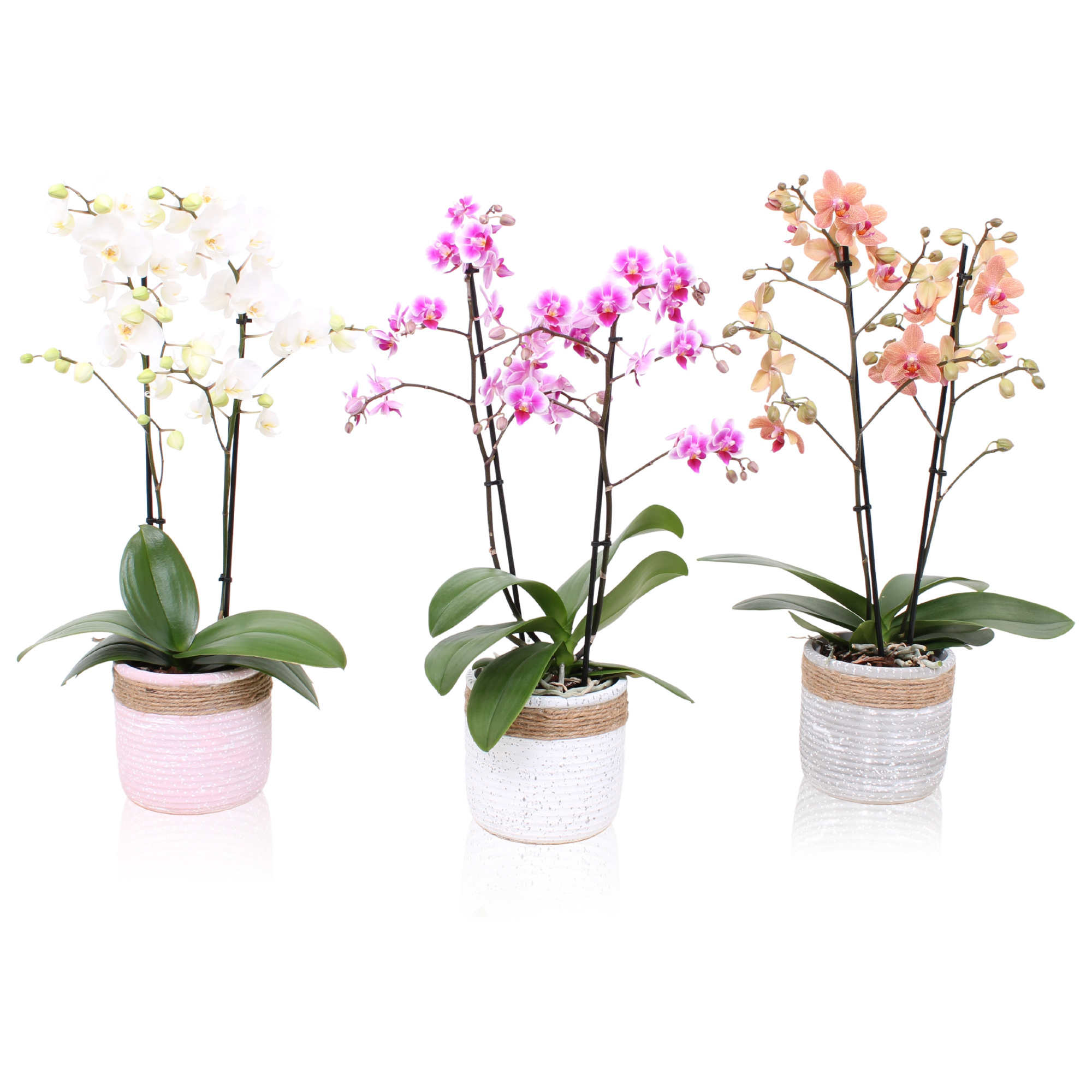 Phal. Multiflora 2-tak mix in keramiek BGC896 betonpot touw, D 12