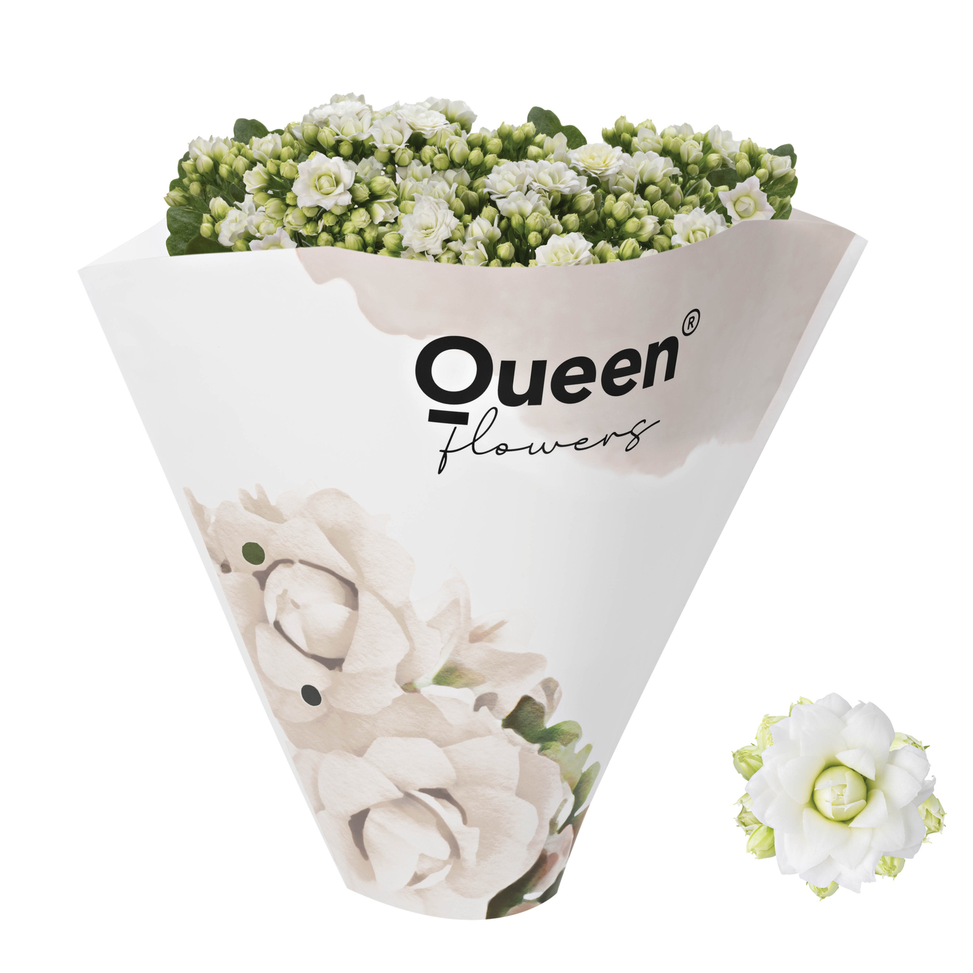 KALANCHOE ARTS-HYBRID 'HVID ROSE FLOWER', D 13