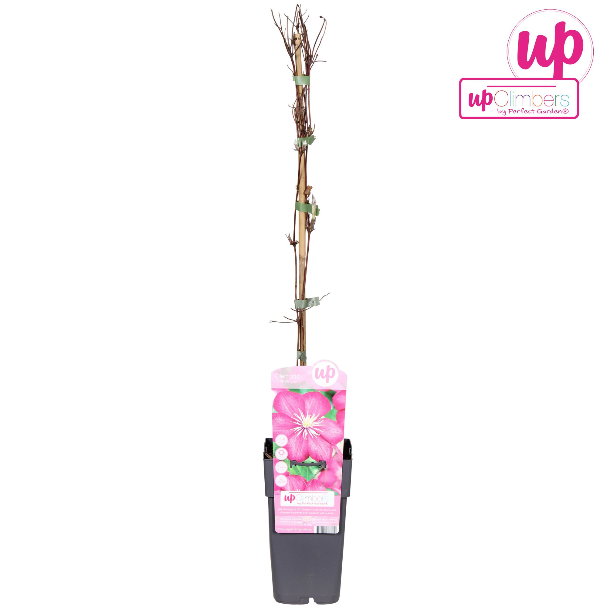 Clematis Ville de Lyon P15, D 15