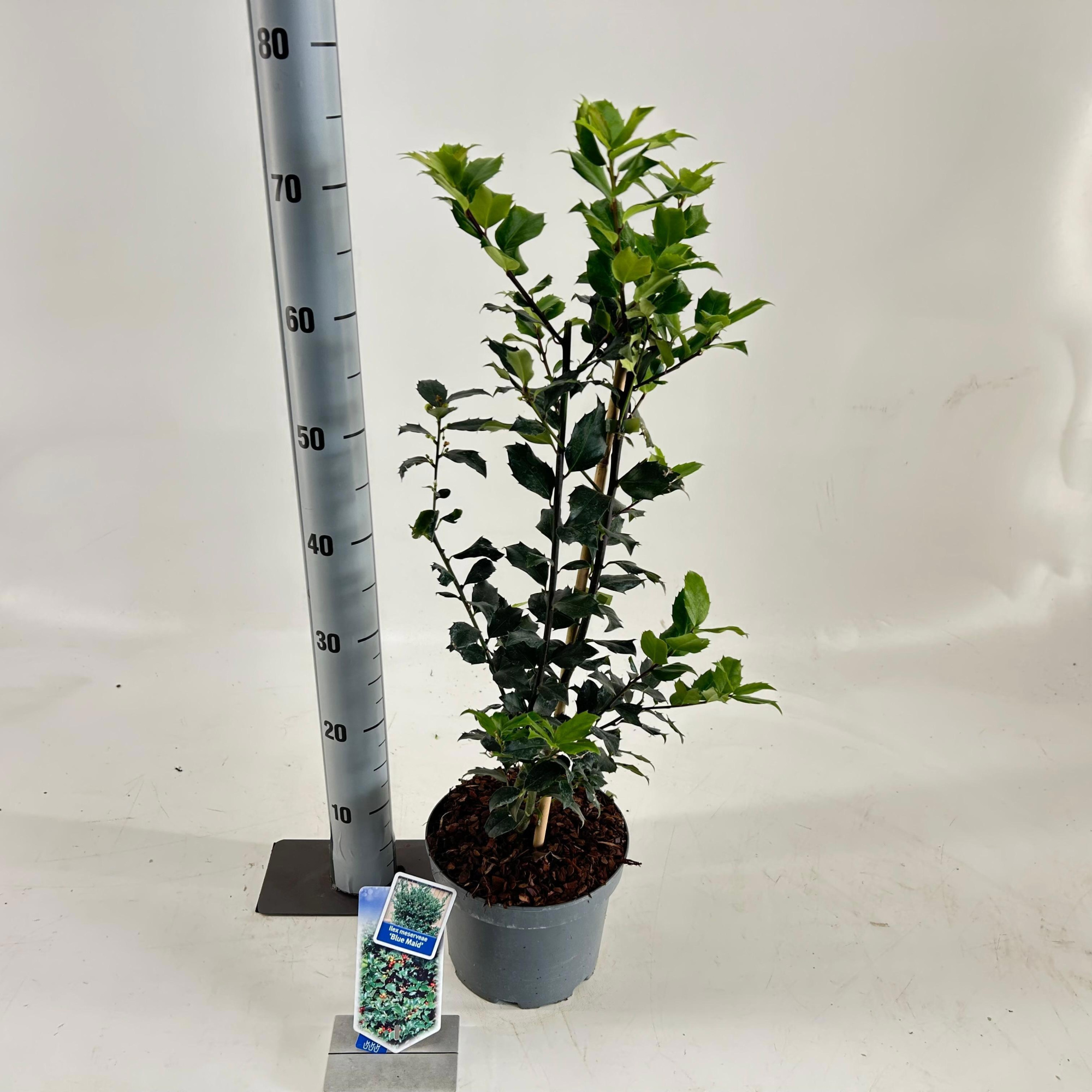 Ilex meserveae 'Blue Maid', D 19
