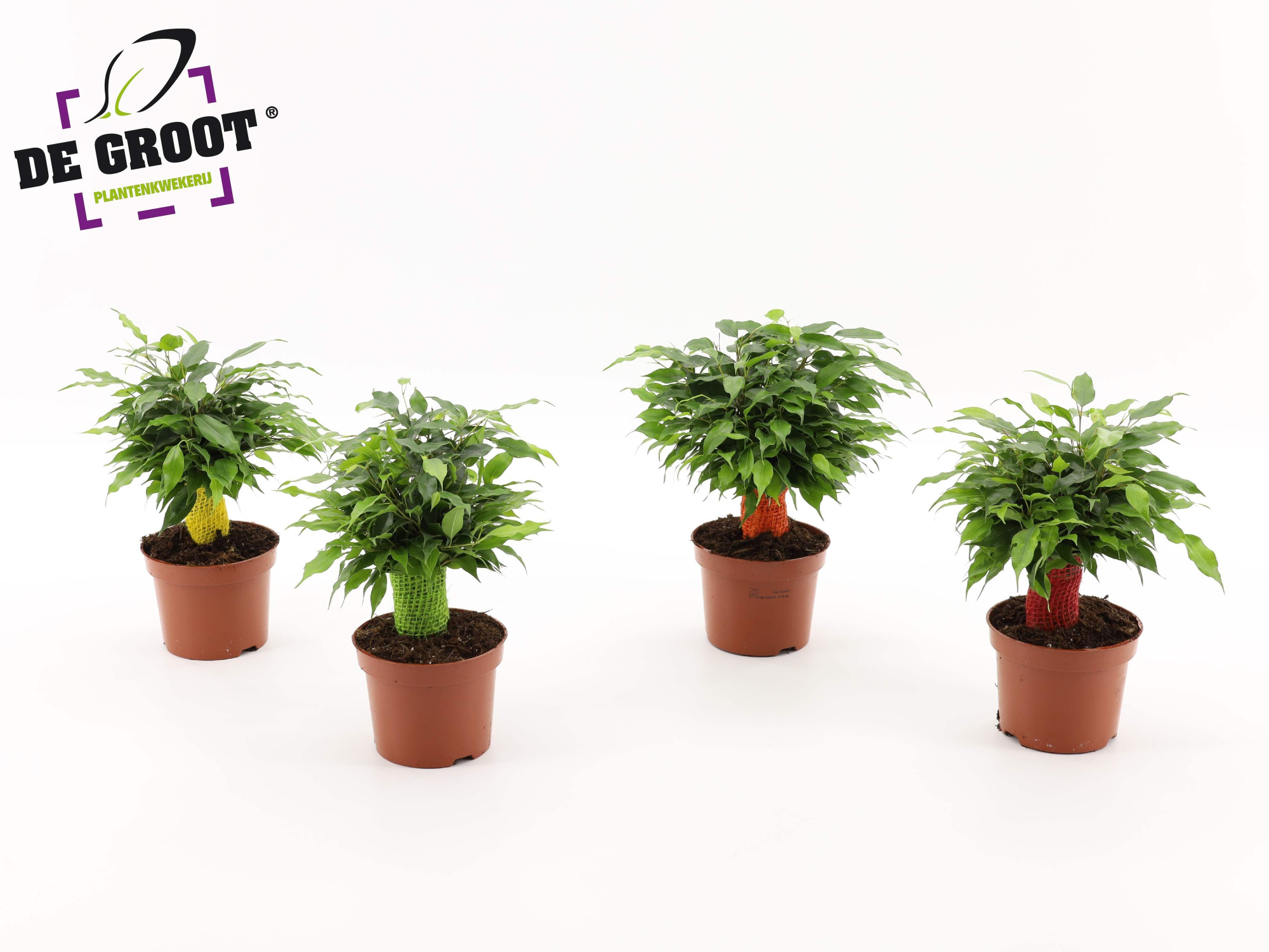 Ficus green kinky jute kleur, D 12