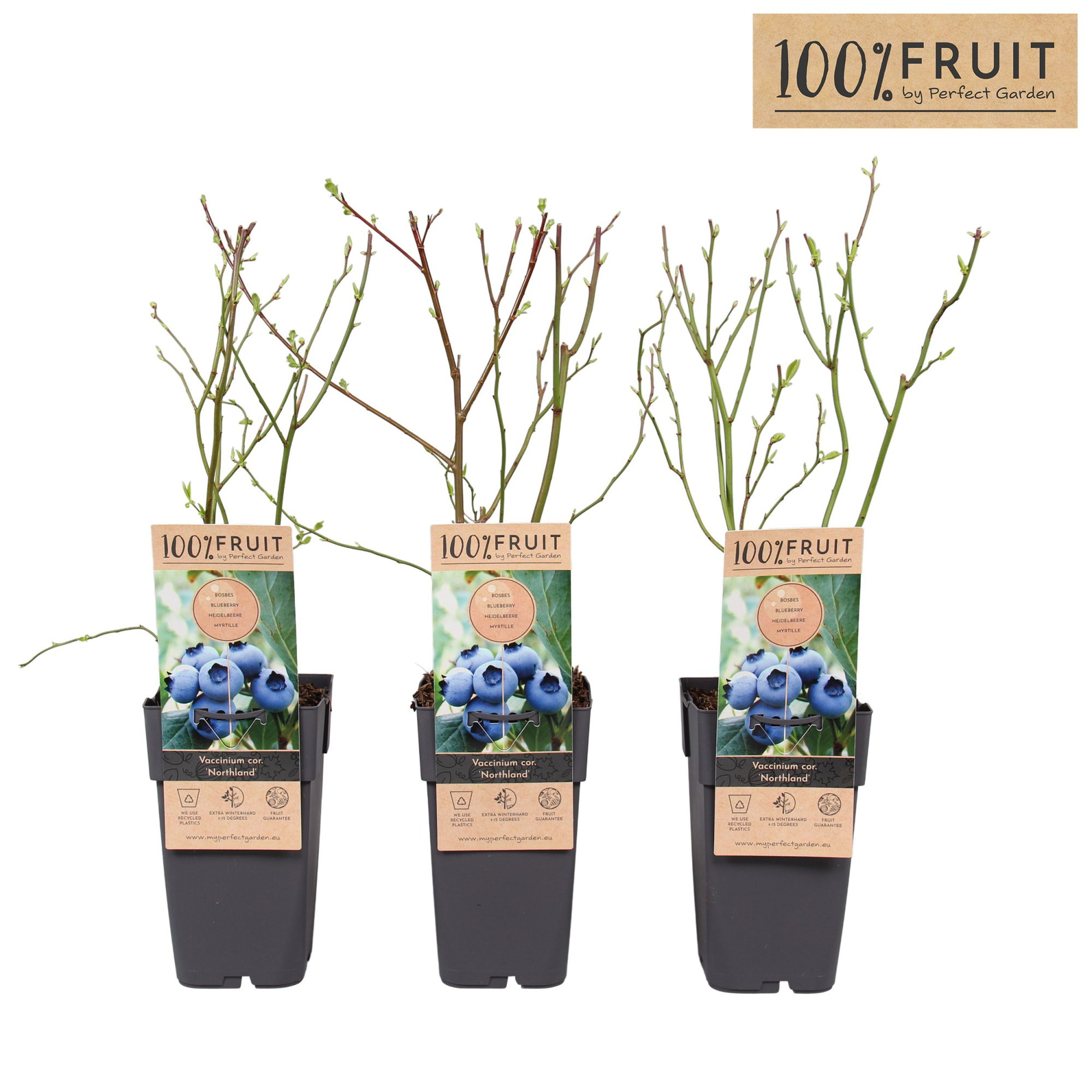 Vaccinium cor. Northland P15, D 15