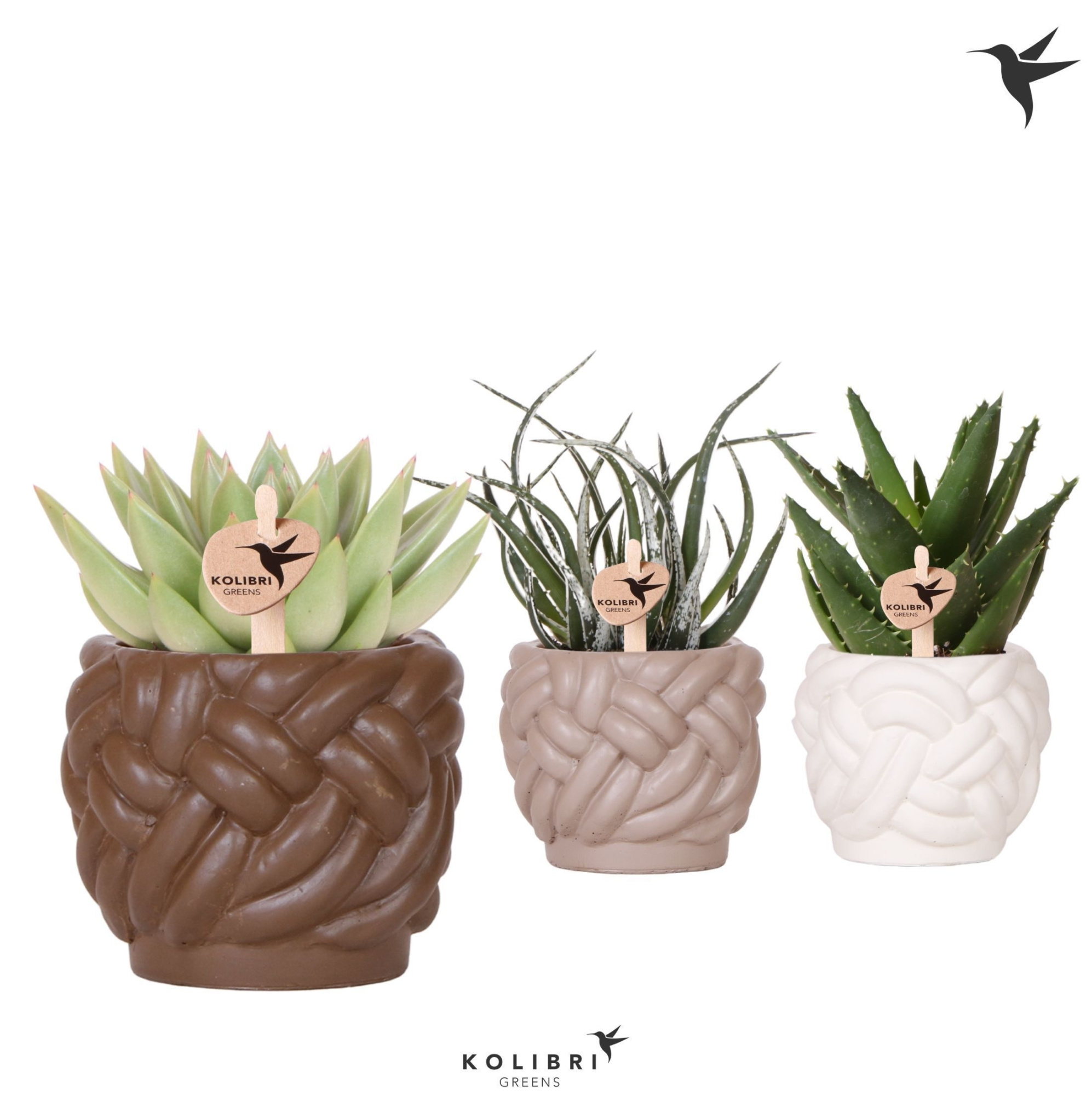 Kolibri Greens Succulenten mix in Rope pot mix, D 9